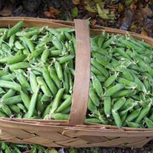 Willet's Wonder English Pea Seeds - Prolific & Sweet Green Peas for Home Garden (100 Seeds) - Perfect for Salads, Soups and Healthy Snacking