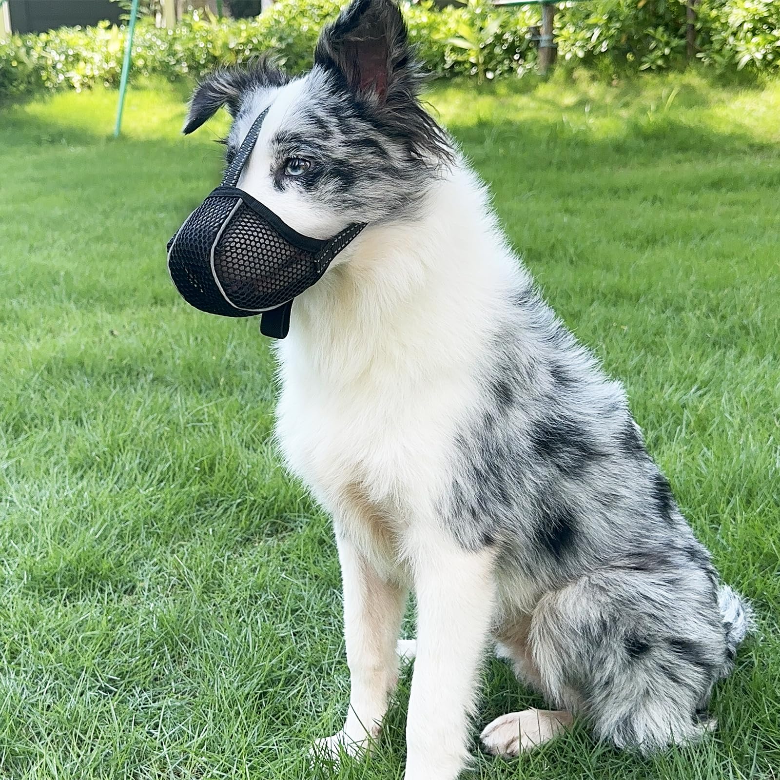 Large Dog Muzzle for Biting Prevention - Adjustable Breathable Reflective Muzzle for Medium to Large Dogs - Stop Chewing, Eating & Aggressive Behavior (Black, Size L) - Perfect for Training, Walks & Vet Visits