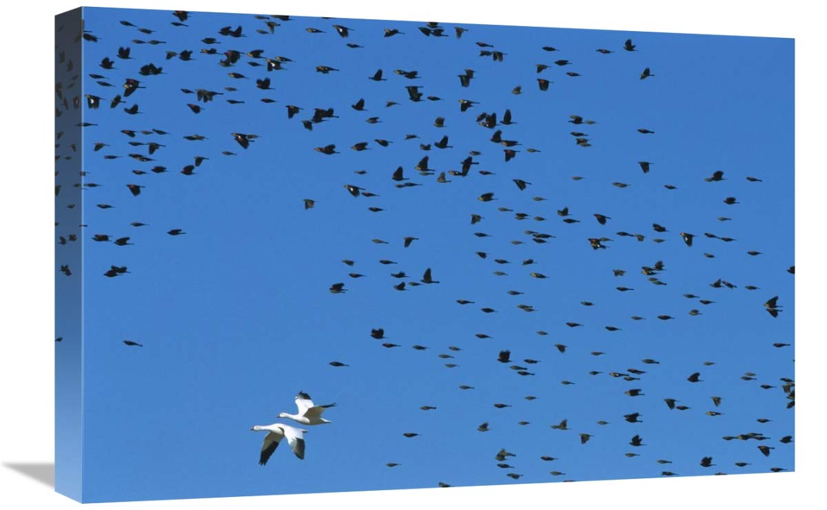16 x 24 Inch Red-Winged Blackbird & Yellow-Headed Blackbird with Snow Goose Wildlife Art Print by Konrad Wothe - Nature Wall Decor for Living Room, Office & Bird Lovers