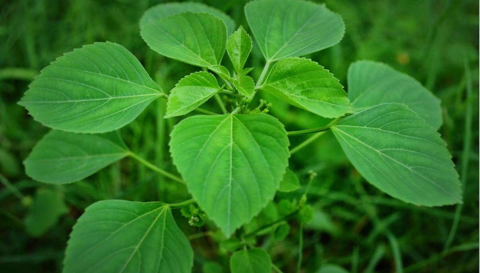 Kuppaimeni Powder (Acalypha Indica) 300g - Organic Herbal Supplement for Skin Care, Hair Growth & Natural Remedies | Perfect for DIY Beauty Treatments & Ayurvedic Practices