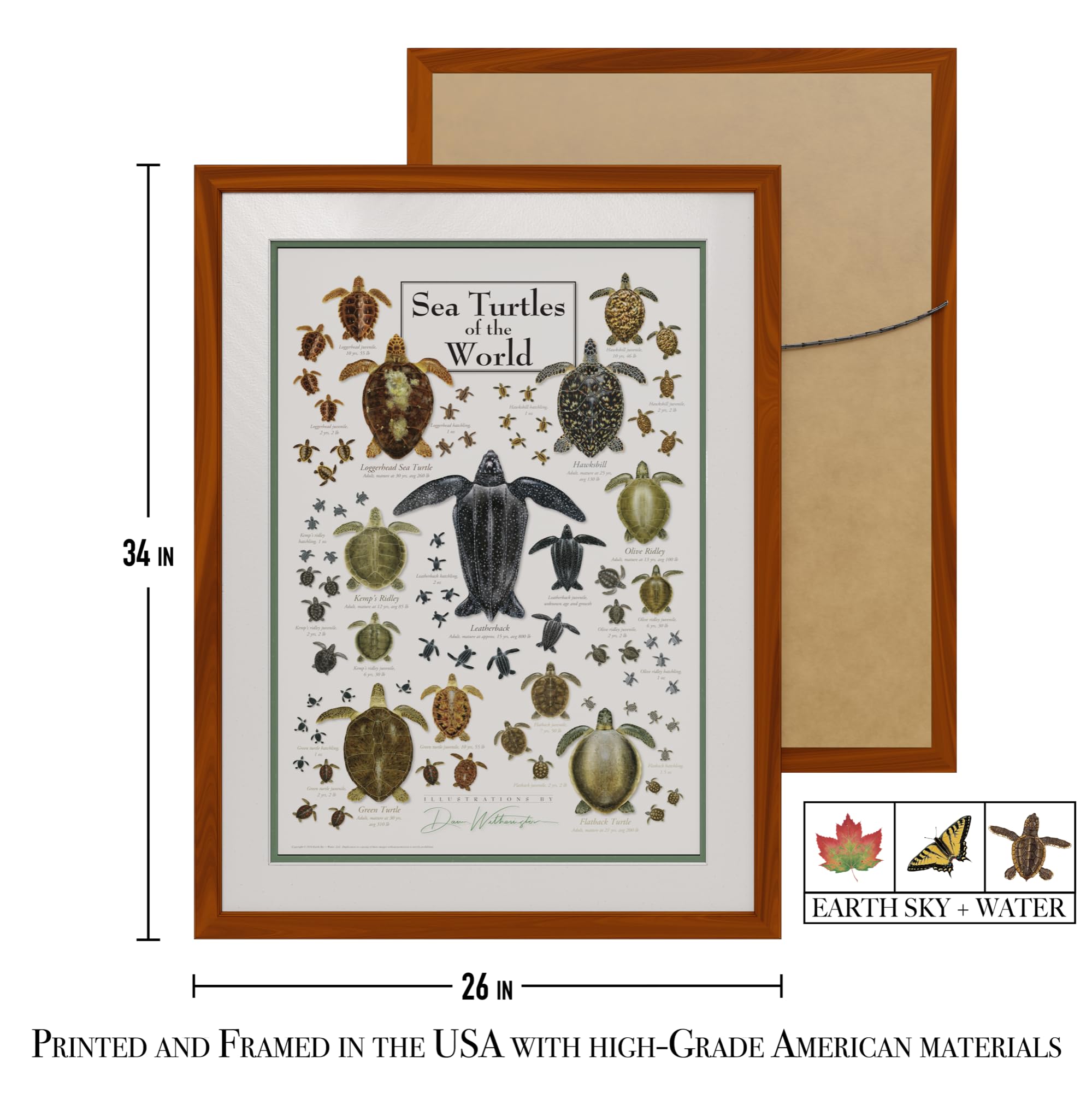 Earth Sky + Water - Sea Turtles of the World - Double-Matted Ocean Wildlife Posters with Honey Frame - Perfect for Beach House Decor & Marine Biology Classroom
