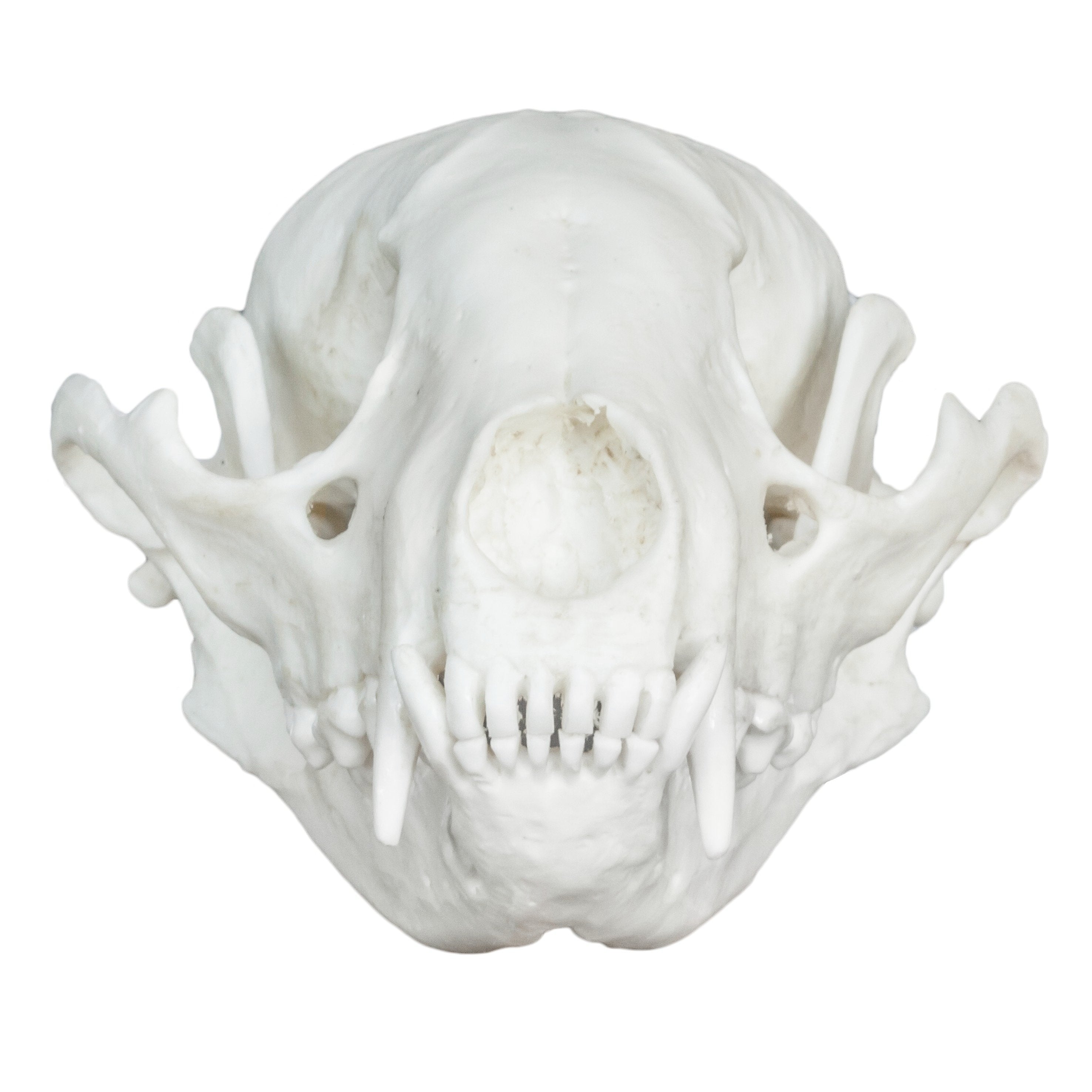 Realistic Replica Raccoon Skull - High-Quality Animal Skull Model for Halloween Decor, Gothic Home Decor, Biology Study & Taxidermy Display