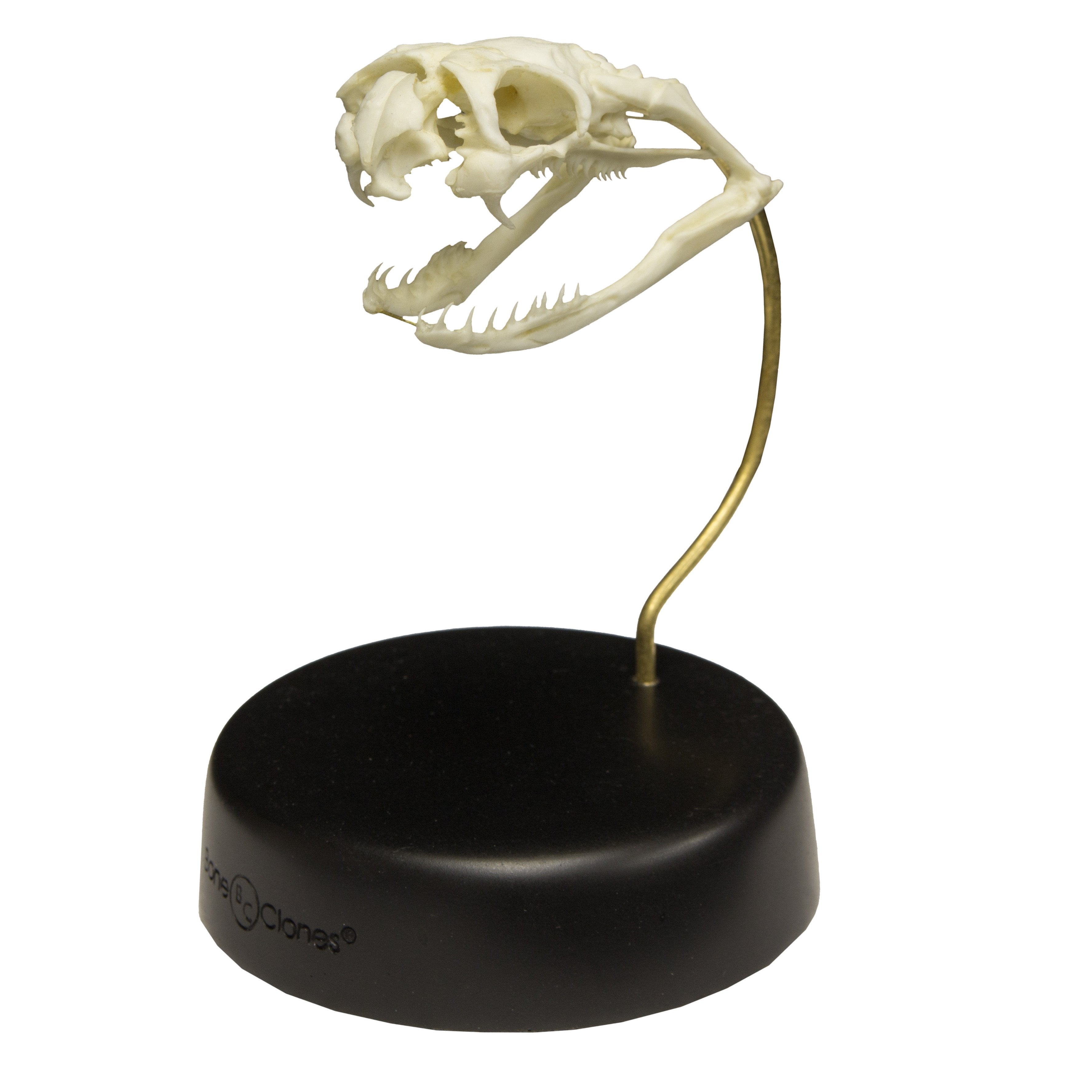 Authentic Black Mamba Skull Replica - Perfect for Halloween Decor, Gothic Home Decor & Horror Movie Props