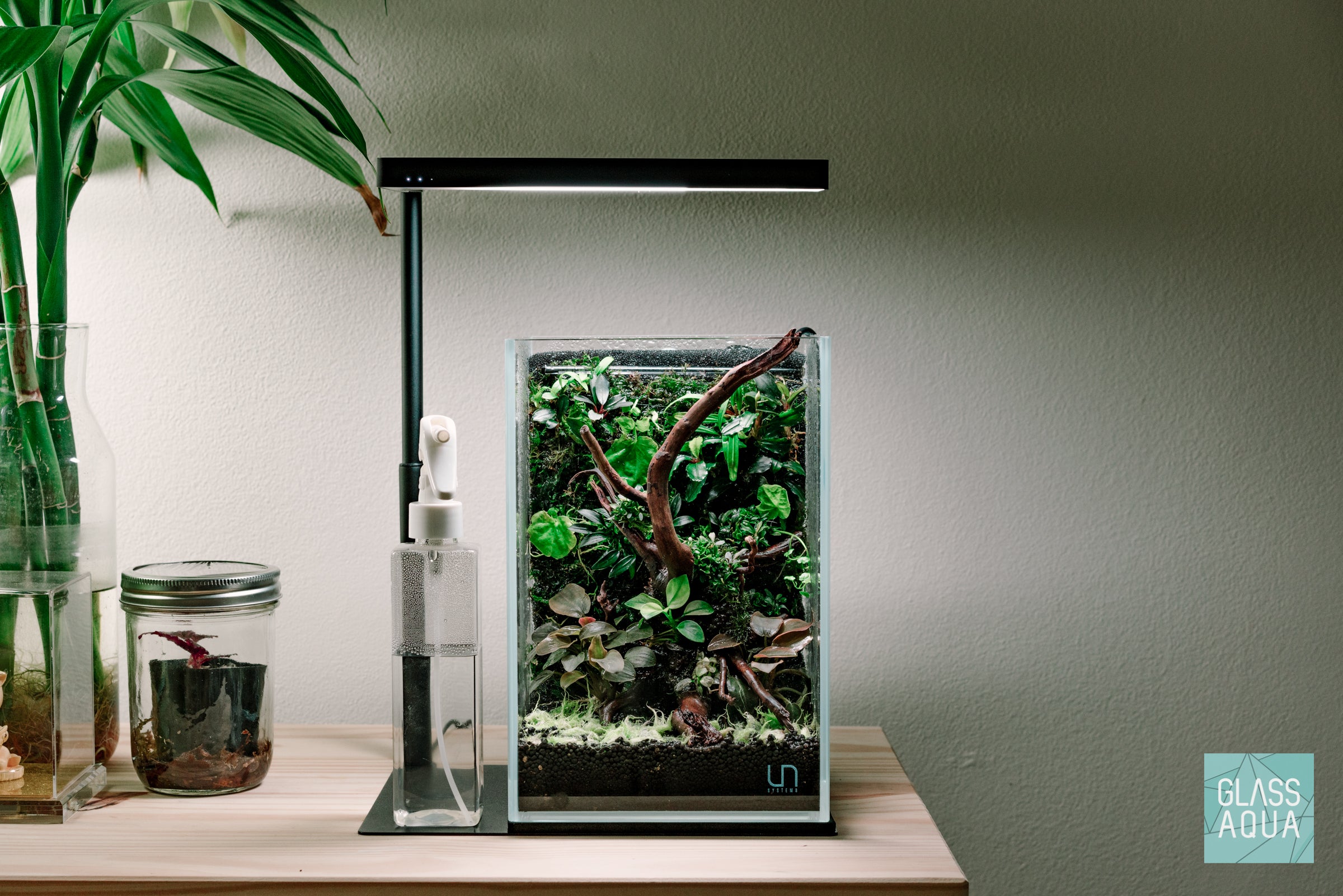 Bucephalandra Red Blade Aquatic Plant - Rare Live Aquarium Plant for Fish Tanks, Aquascaping & Terrariums - Perfect for Low Tech & High Tech Aquariums
