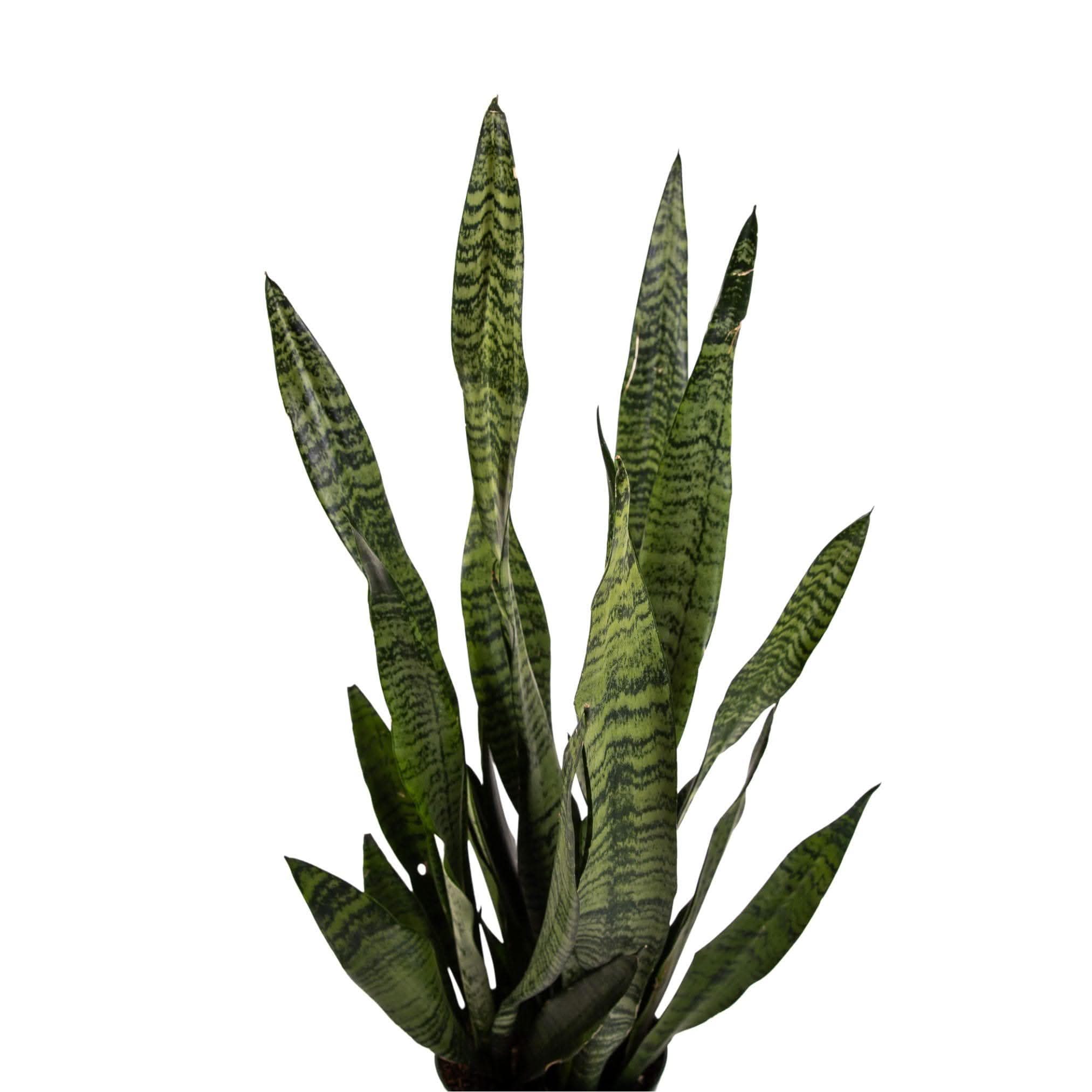 Snake Plant Sansevieria Zeylanica - Low Maintenance Indoor Air Purifying Houseplant for Home, Office & Bedroom Decor
