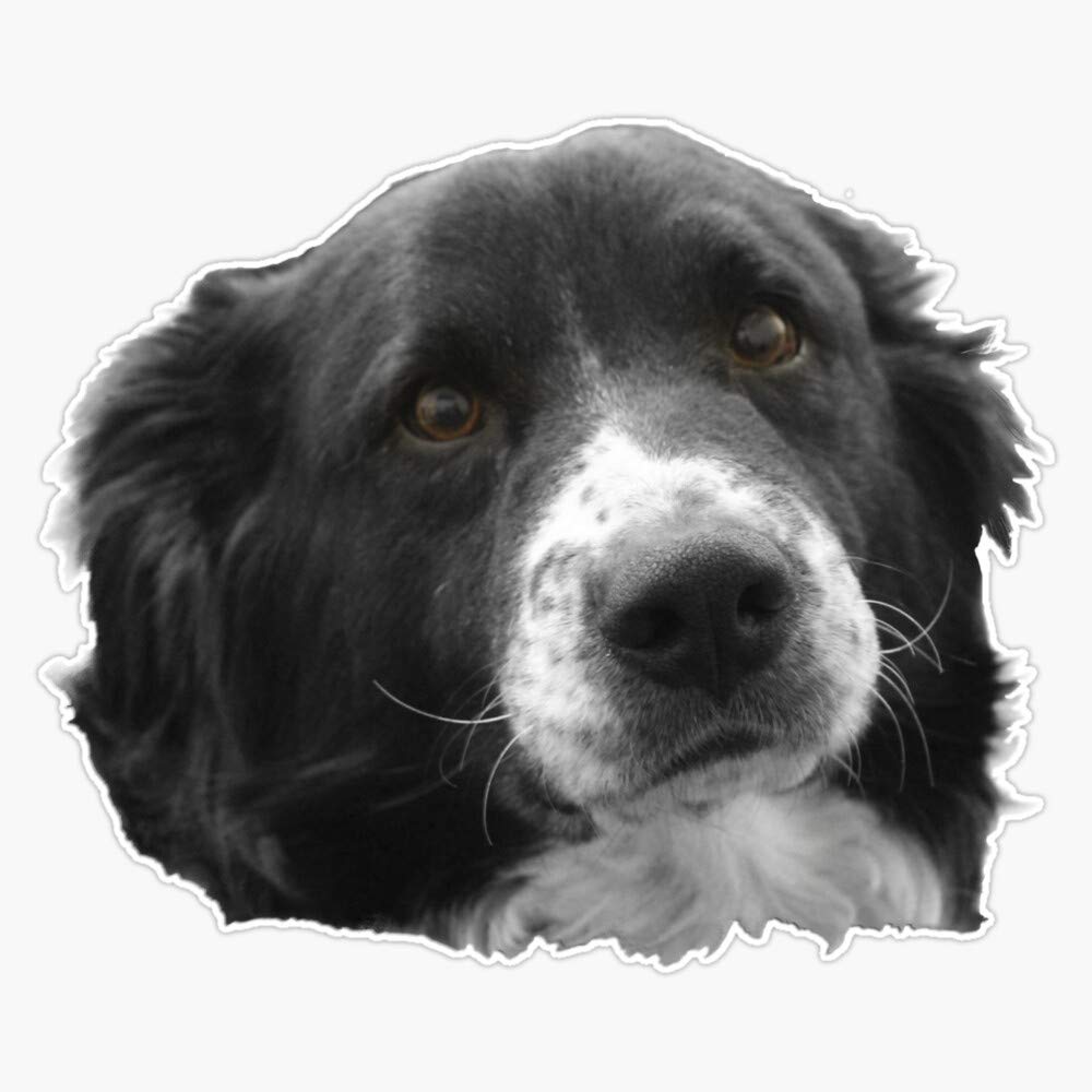 Waterproof Border Collie & Equal Time Message Vinyl Sticker Decal - 5 Inch Durable Car, Laptop, Wall, Window & Bumper Decoration - Perfect for Pet Lovers, Office Decor & Personalizing Belongings
