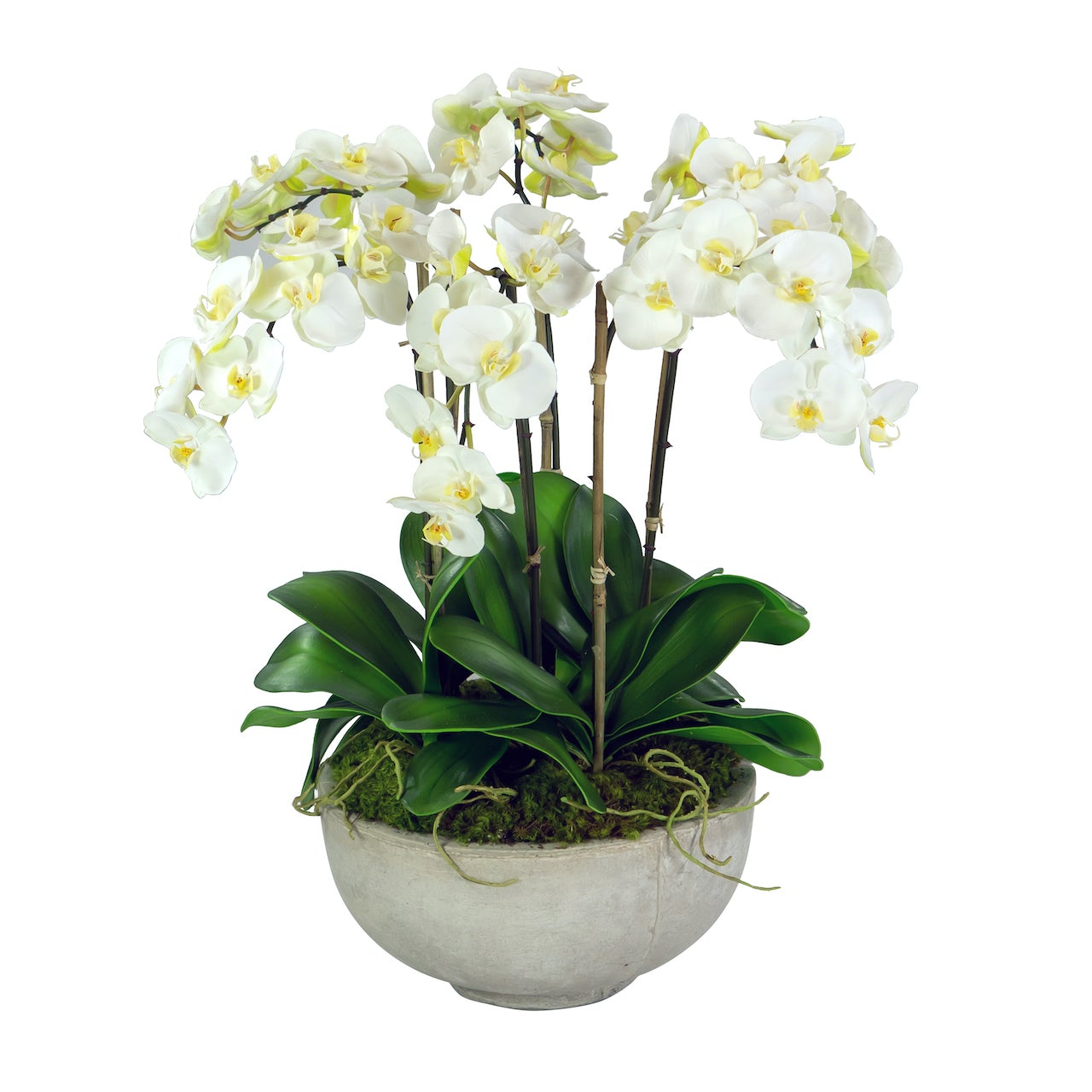 Beautiful Orchids in Bowl - Live Potted Orchid Flower Arrangement for Home Decor, Wedding Centerpiece, Office Desk Decor