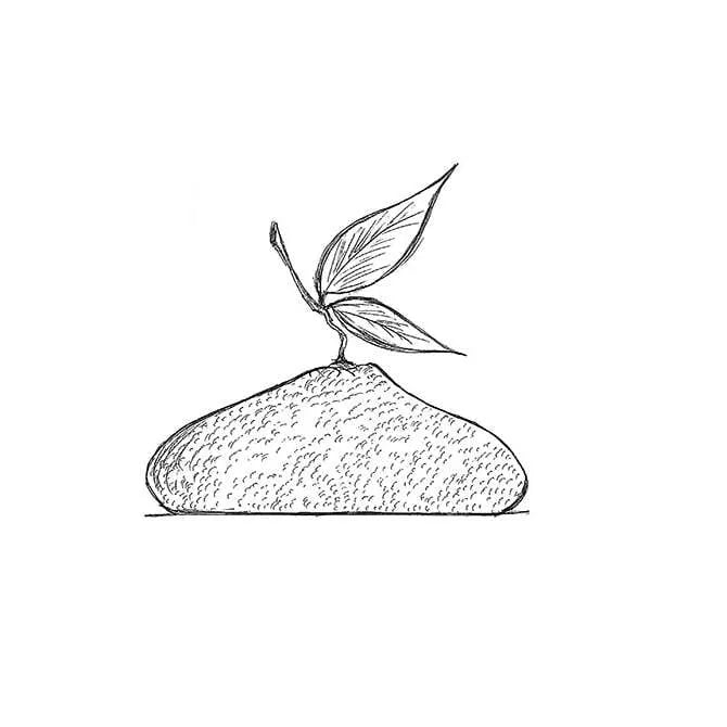 Cedric Grolet Pavocake Noisette 1 Form - Premium French Pastry for Special Occasions, Gifts & Dessert Lovers