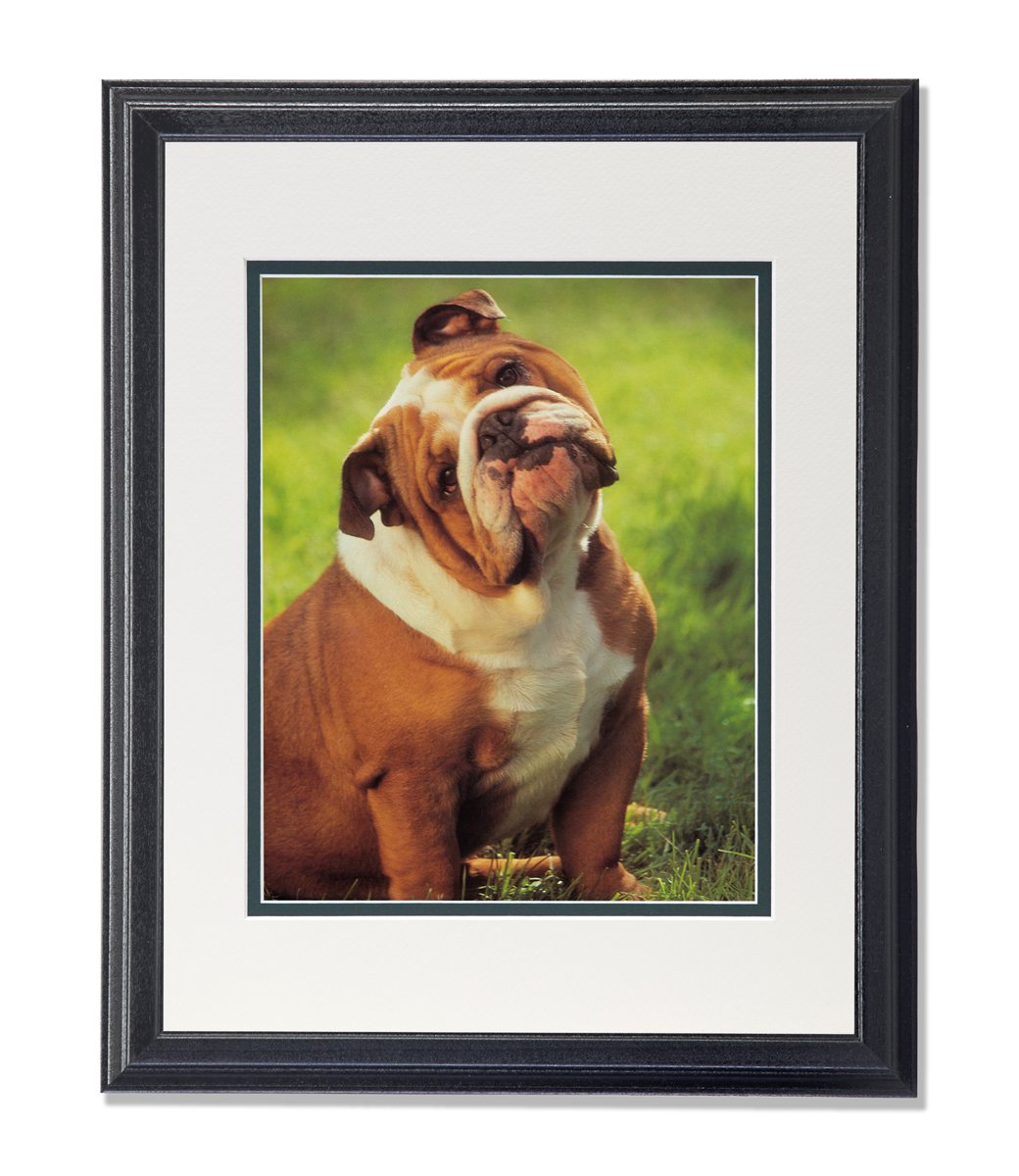 Big Fat Bulldog Head Tilted Sitting in Grass - Framed Wall Art Print with Mat - Home & Office Decor for Dog Lovers