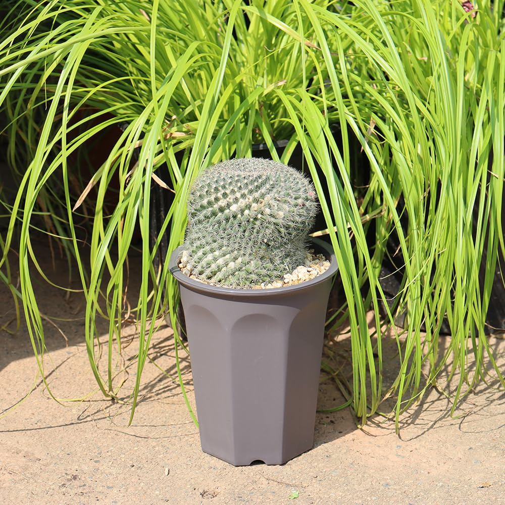 BangQiao 8 Pack 6.10 Inch Plastic Deep Nursery Pots - Round Seed Starter Planters for Seedlings & Transplanting (Gray) - Ideal for Indoor Gardening, Greenhouses & Home Plant Propagation