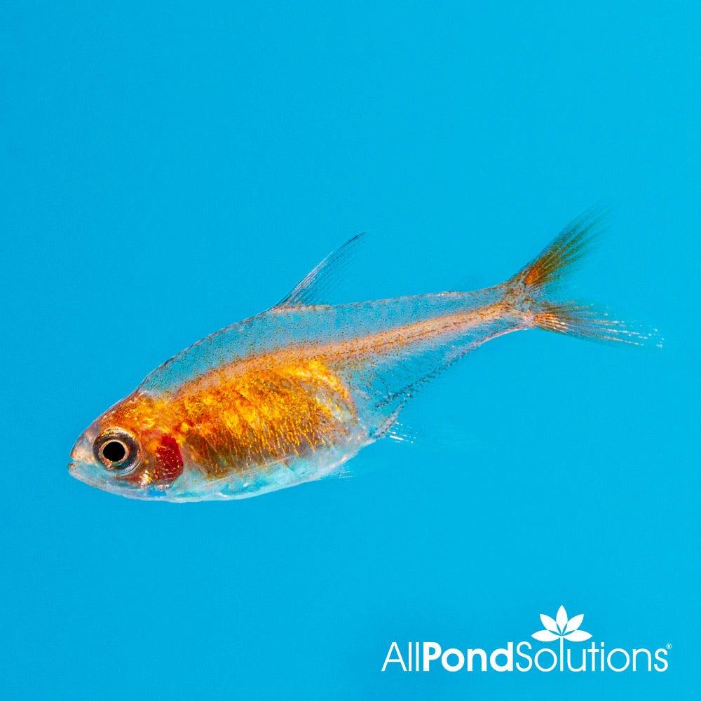Ember Tetra (Hyphessobrycon amandae) - Bright Orange Nano Fish for Freshwater Aquariums | Perfect for Planted Tanks & Community Aquascaping