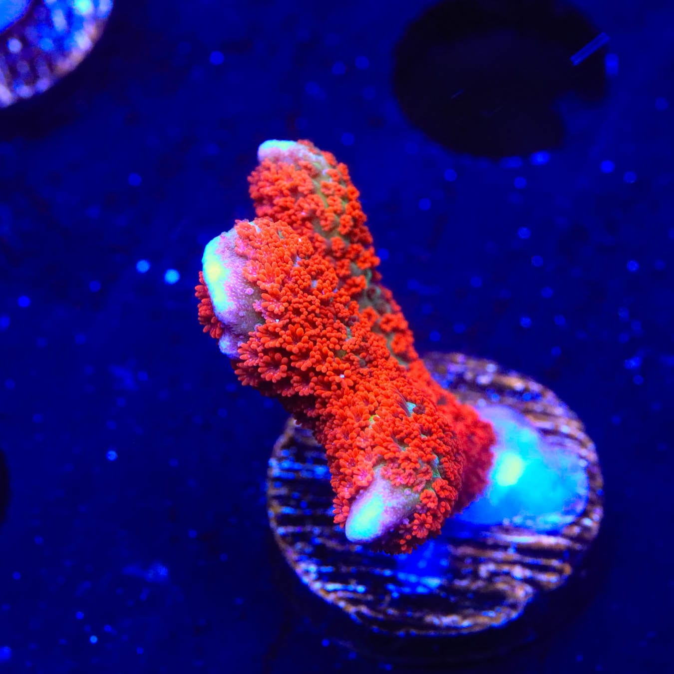 Premium Forest Fire Digitata Montipora Coral for Saltwater Aquariums – Vibrant Red & Orange SPS Coral for Reef Tanks, Coral Frags, and Marine Aquascaping
