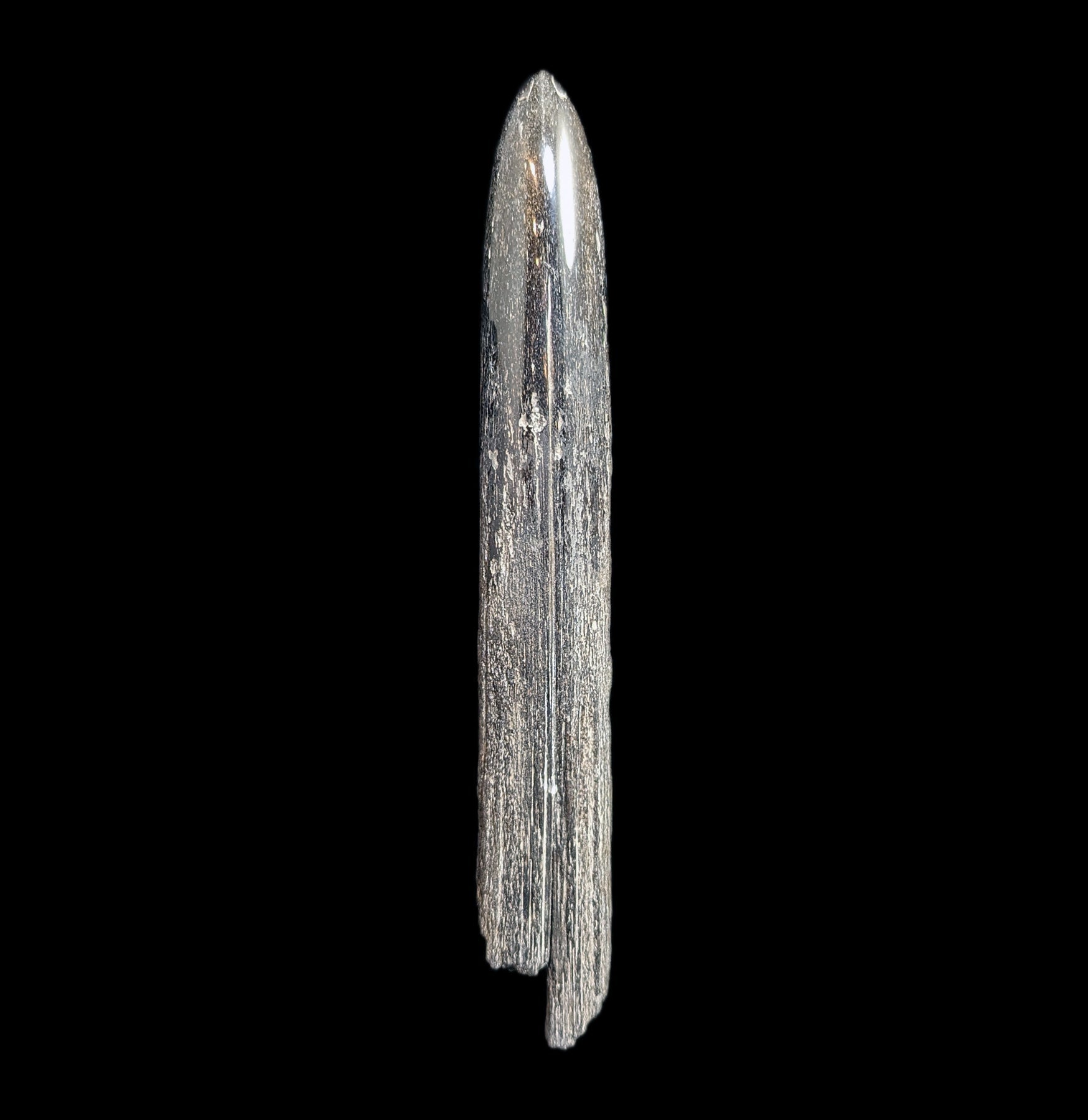 Authentic Fossilized Swordfish Rostrum Specimen - Rare Natural History Collectible for Home Decor, Museum Display & Educational Use