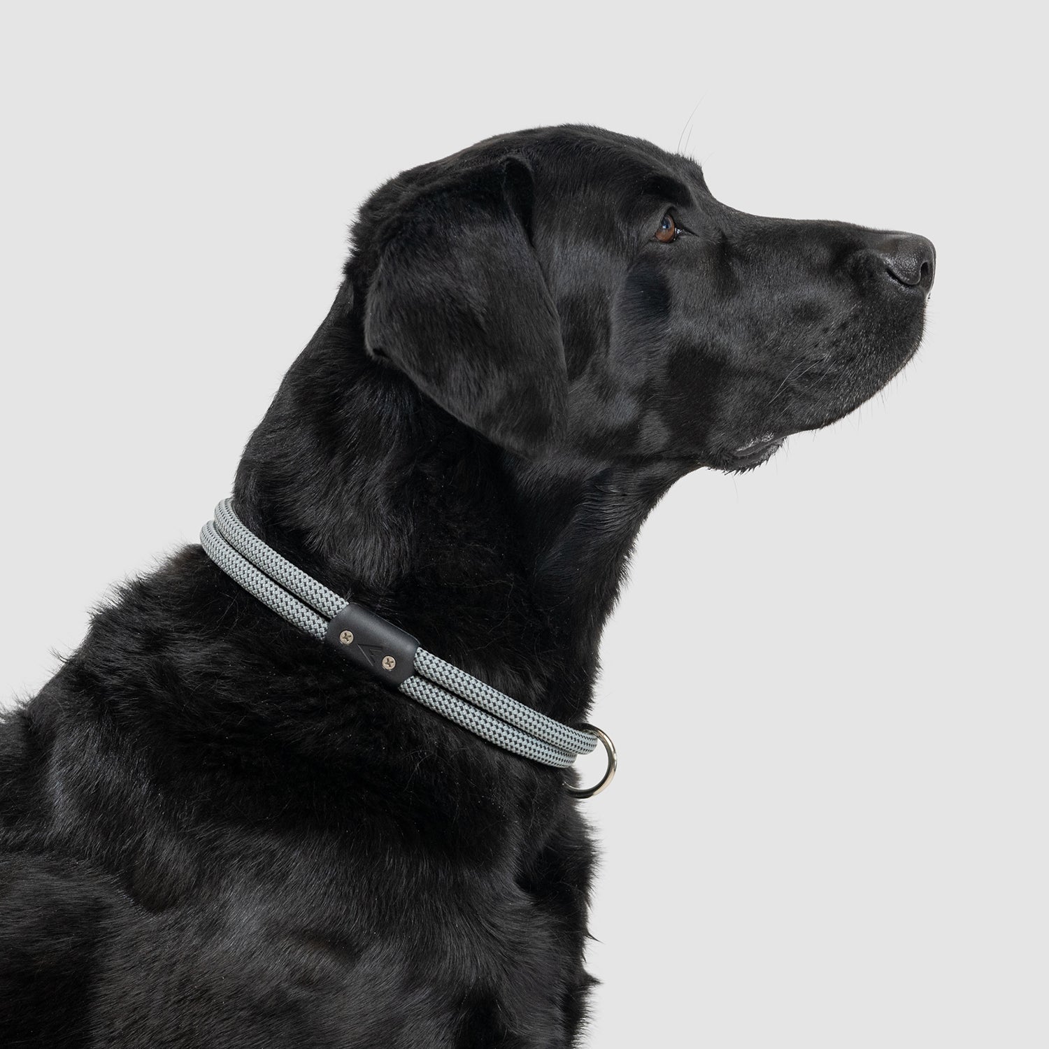 Lifetime Dog Collar - Durable Nylon Pet Collar with Quick-Release Buckle for Small Medium Large Dogs - Perfect for Daily Walks, Training & Outdoor Adventures