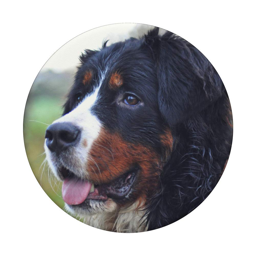 Bernese Mountain Dog - Adorable Swiss Breed for Families & Outdoor Adventures | Perfect for Hiking, Companionship & Pet Lovers