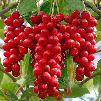 10 Seeds Schisandra Chinensis Five-Flavor Berry Tree - Organic Chinese Medicinal Plant for Immunity & Stress Relief - Perfect for Home Garden, Herbal Tea & Natural Remedies