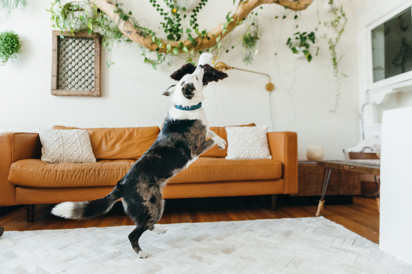Edgar the Eagle Plush Dog Toy - Fetching Flock™ Chew-Resistant Squeaky Stuffed Animal for Medium & Large Dogs | Perfect for Fetch, Tug-of-War & Cuddling | Pet P.L.A.Y.