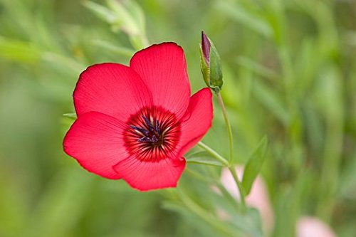 Flax Scarlet Garden Flower Seeds - Bulk 12,000 Seeds by Seed Kingdom | Perfect for Landscaping, Wildflower Meadows & Pollinator Gardens