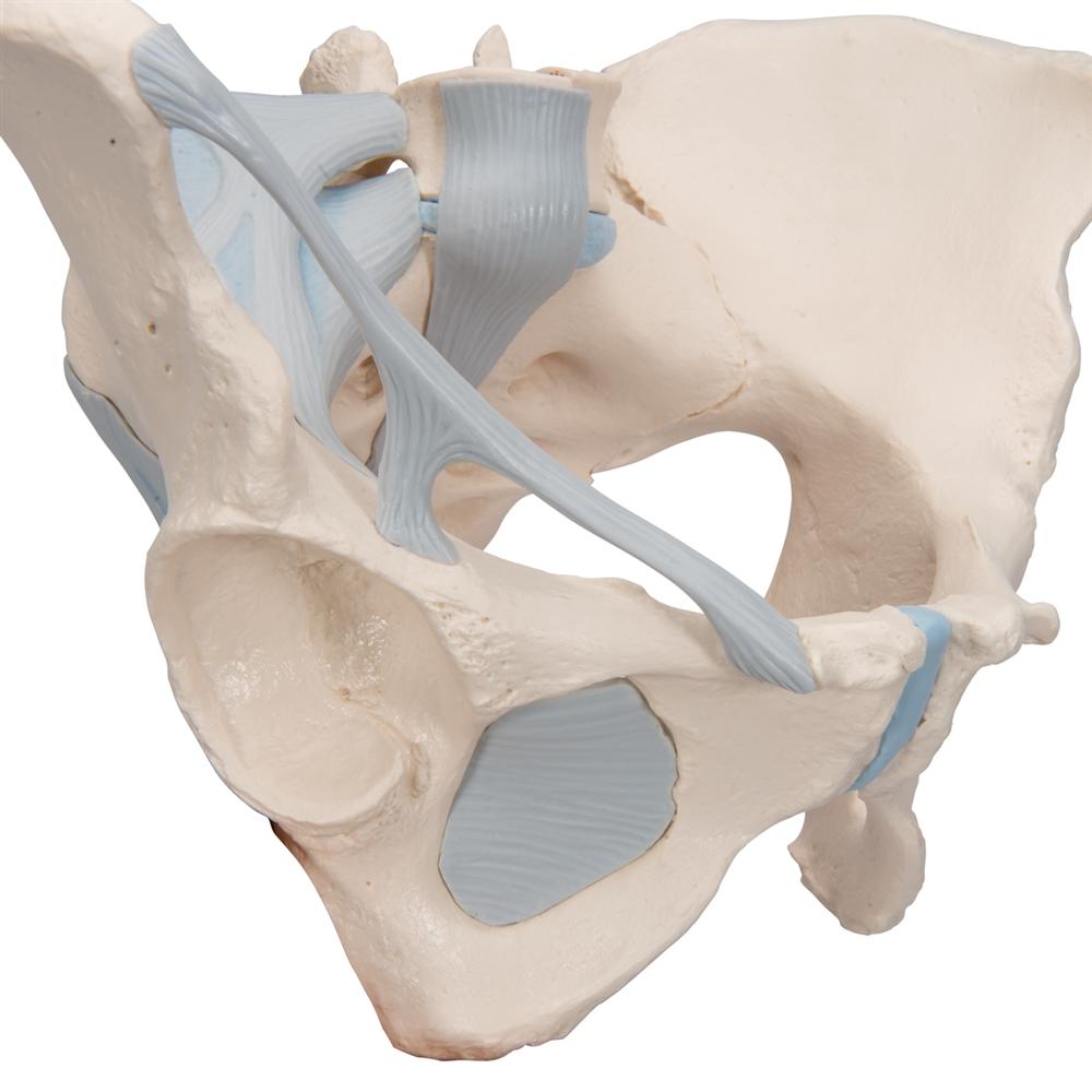 3-Part Female Pelvis Model with Ligaments - Anatomical Study, Medical Education & Physical Therapy Training Tool - Perfect for Students, Doctors & Healthcare Professionals