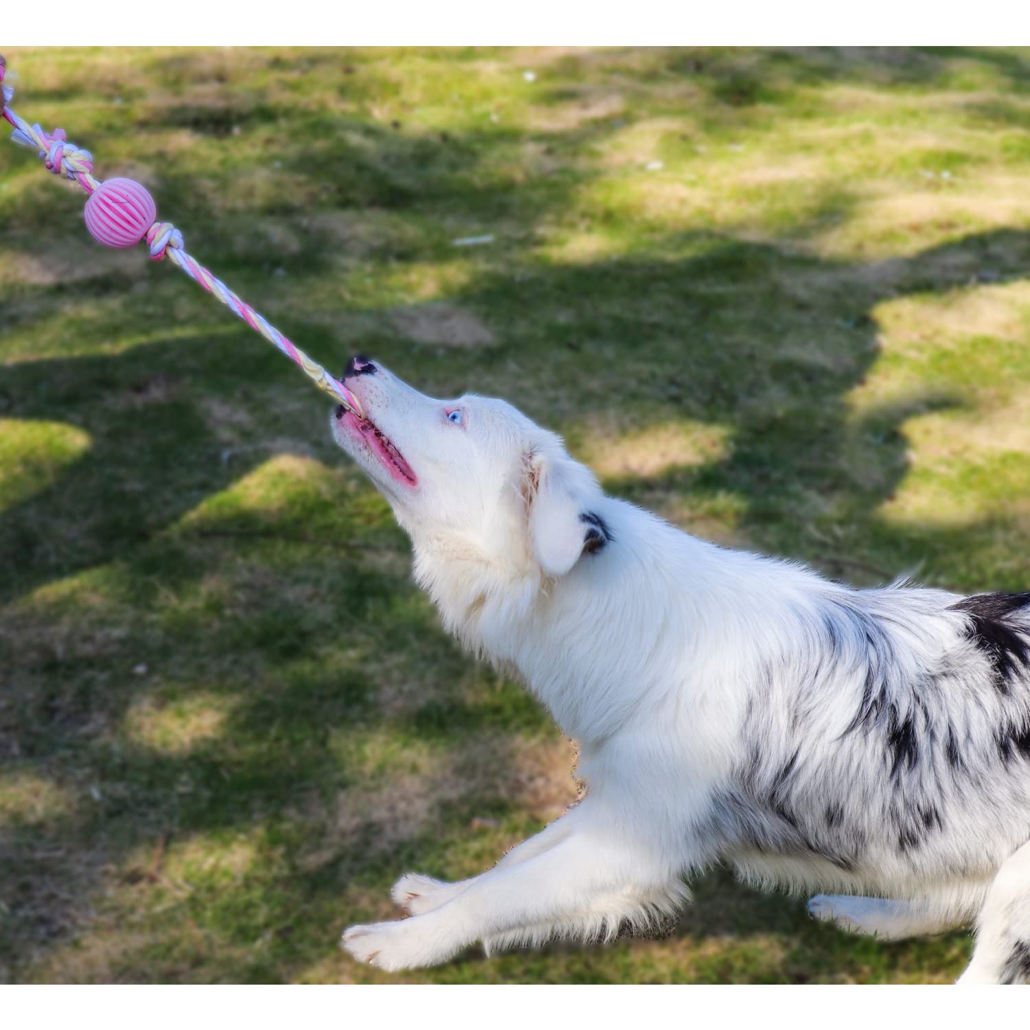 Durable Latex Dog Chew Toy with Rope & Ball - Interactive Pet Training Toy for Exercise, Agility & Chase Games - Perfect for Indoor & Outdoor Playtime
