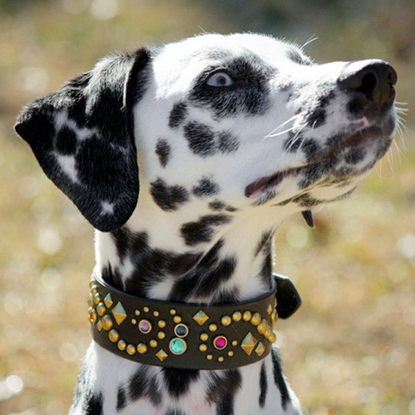 Premium Custom Leather Dog Collar - Stargazer Deluxe Design | Handmade Adjustable Pet Collar for Small Medium Large Dogs | Perfect for Walks, Training & Fashion Accessories