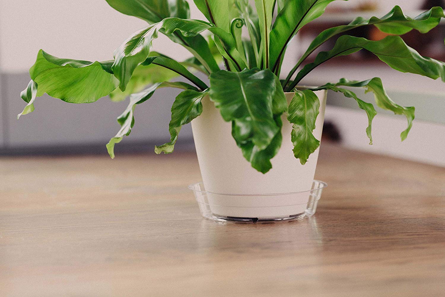 Curtis Wagner Plastic Plant Tray Basket Liners (5-Pack) - Clear Deep 12.25