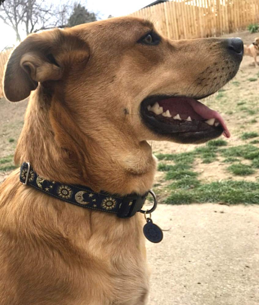 Sun and Moon Dog Collar for Medium to Large Dogs | Handmade in USA | Adjustable Pet Collar for Daily Walks, Training & Outdoor Adventures