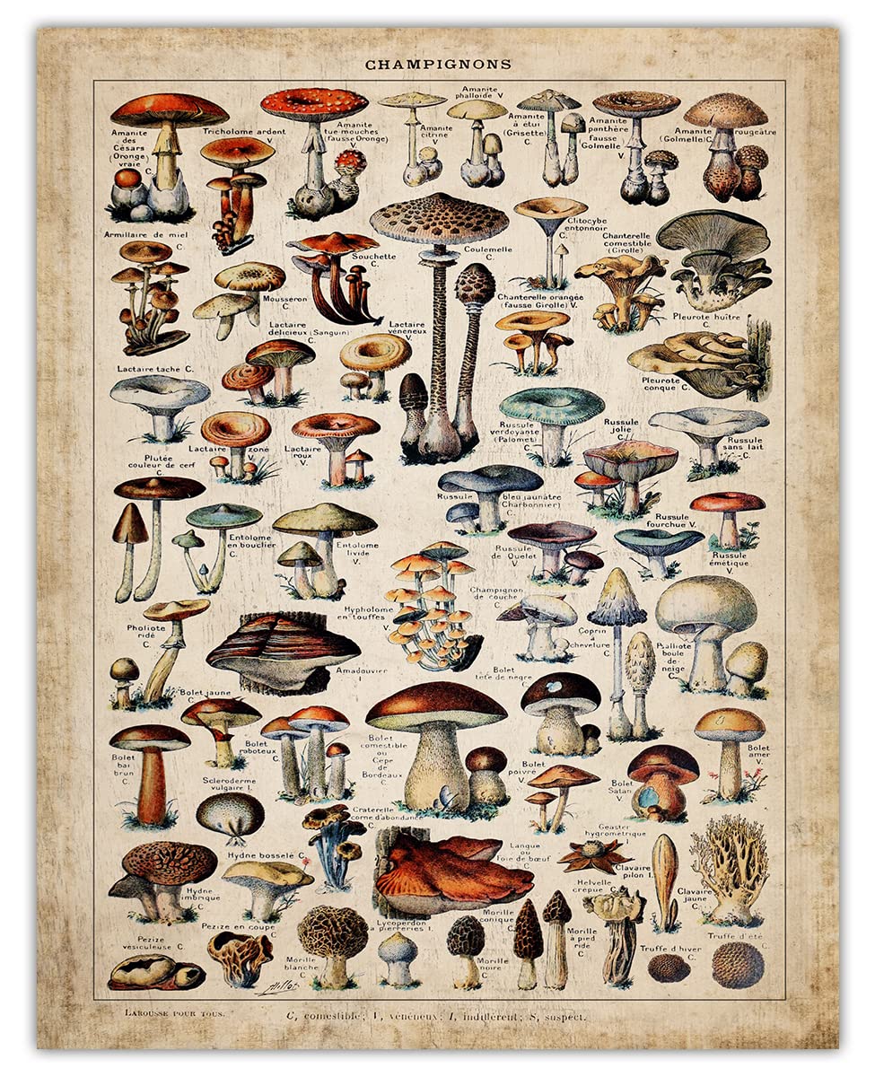 Vintage Botanical Mushroom Wall Art Prints - 11x14 Unframed Plant Poster for Home Decor | Perfect for Bedroom, Bathroom, Kitchen & Office | Nature-Inspired Wall Decor for Boho, Cottagecore & Farmhouse Styles