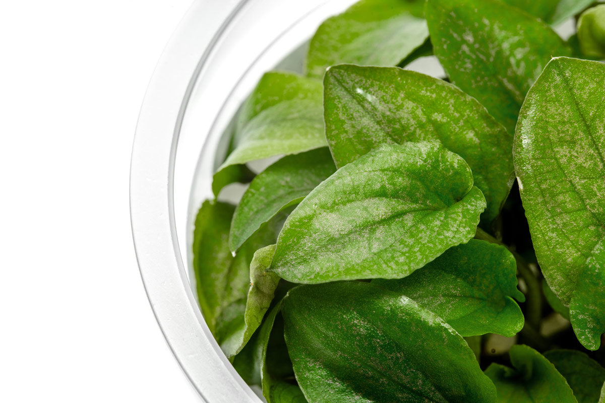Lagenandra Keralensis Live Aquatic Plant for Aquariums - Perfect for Fish Tanks, Aquascaping & Tropical Water Gardens