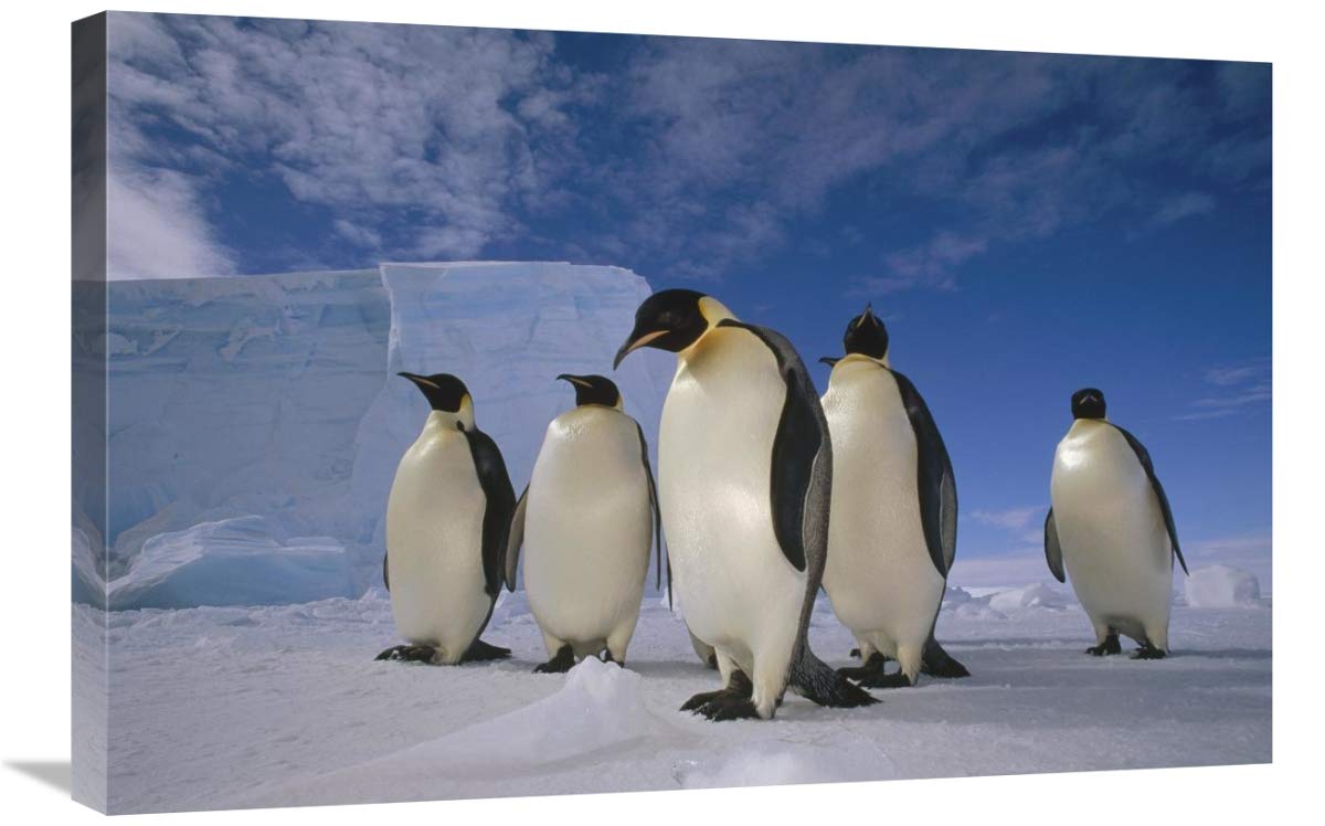 20 x 30 in. Emperor Penguin Group Art Print - Antarctic Wildlife Photography by Tui De Roy - Perfect for Home Decor, Office Wall Art & Nature Lover Gifts