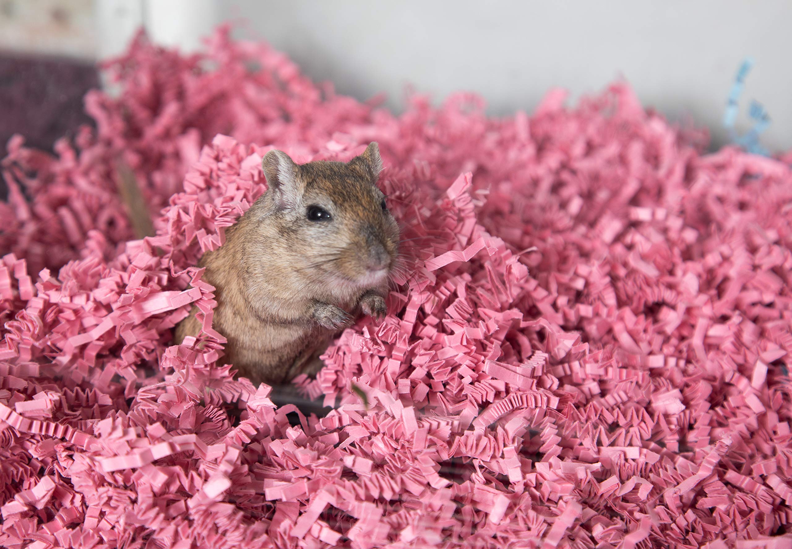 ECO BEDDING 99% Dust Free Paper Bedding for Small Pets & Birds - Pink, 60L | Safe & Soft Hamster, Guinea Pig, Rabbit Cage Liner | Perfect for Nesting, Burrowing & Odor Control