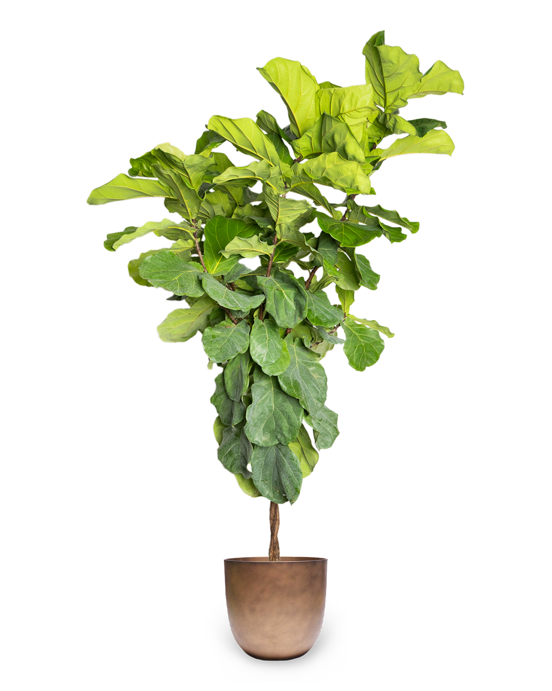 Fiddle Leaf Fig (Ficus Lyrata Twist) 14 Inch Potted Indoor Plant - Perfect for Home Decor, Office & Living Room Greenery