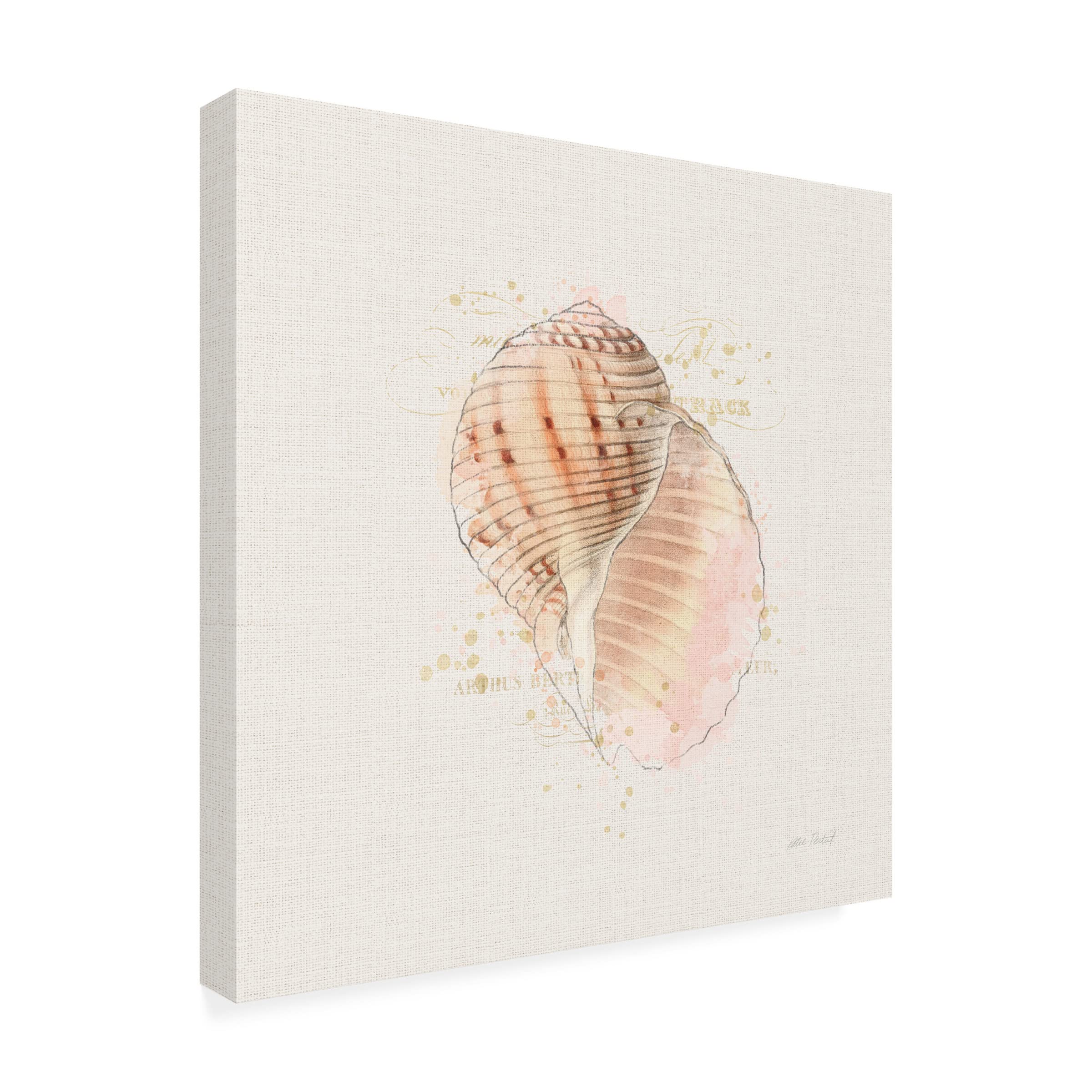 Katie Pertiet 'Shell Collector V' Canvas Wall Art Print - Coastal Beach Decor for Living Room, Bedroom & Office - Trademark Fine Art Collection