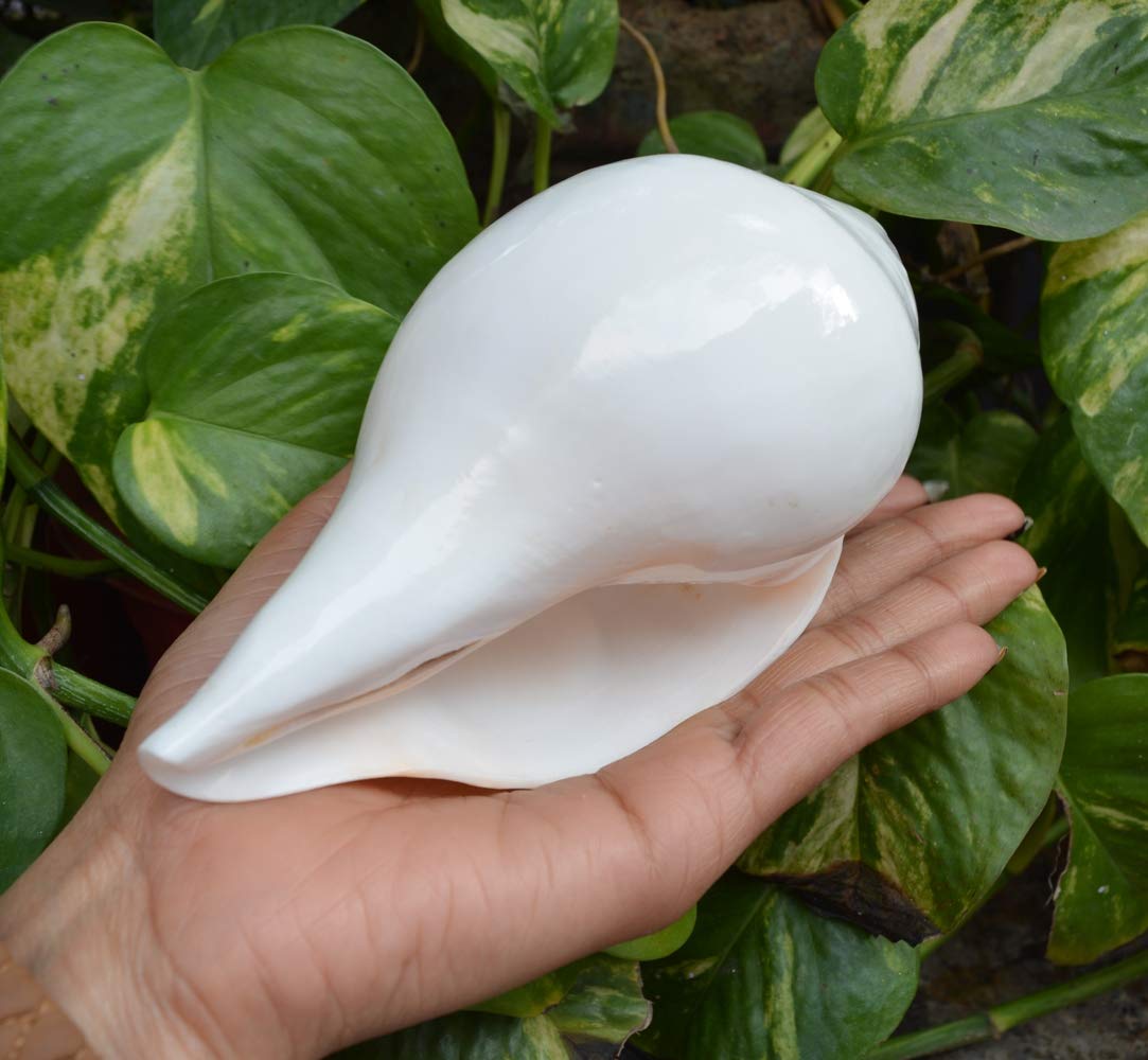 Authentic Pooja Shankha Conch Shell - Sacred Hindu Ritual Instrument for Prayer & Meditation | Perfect for Puja, Yoga & Spiritual Ceremonies