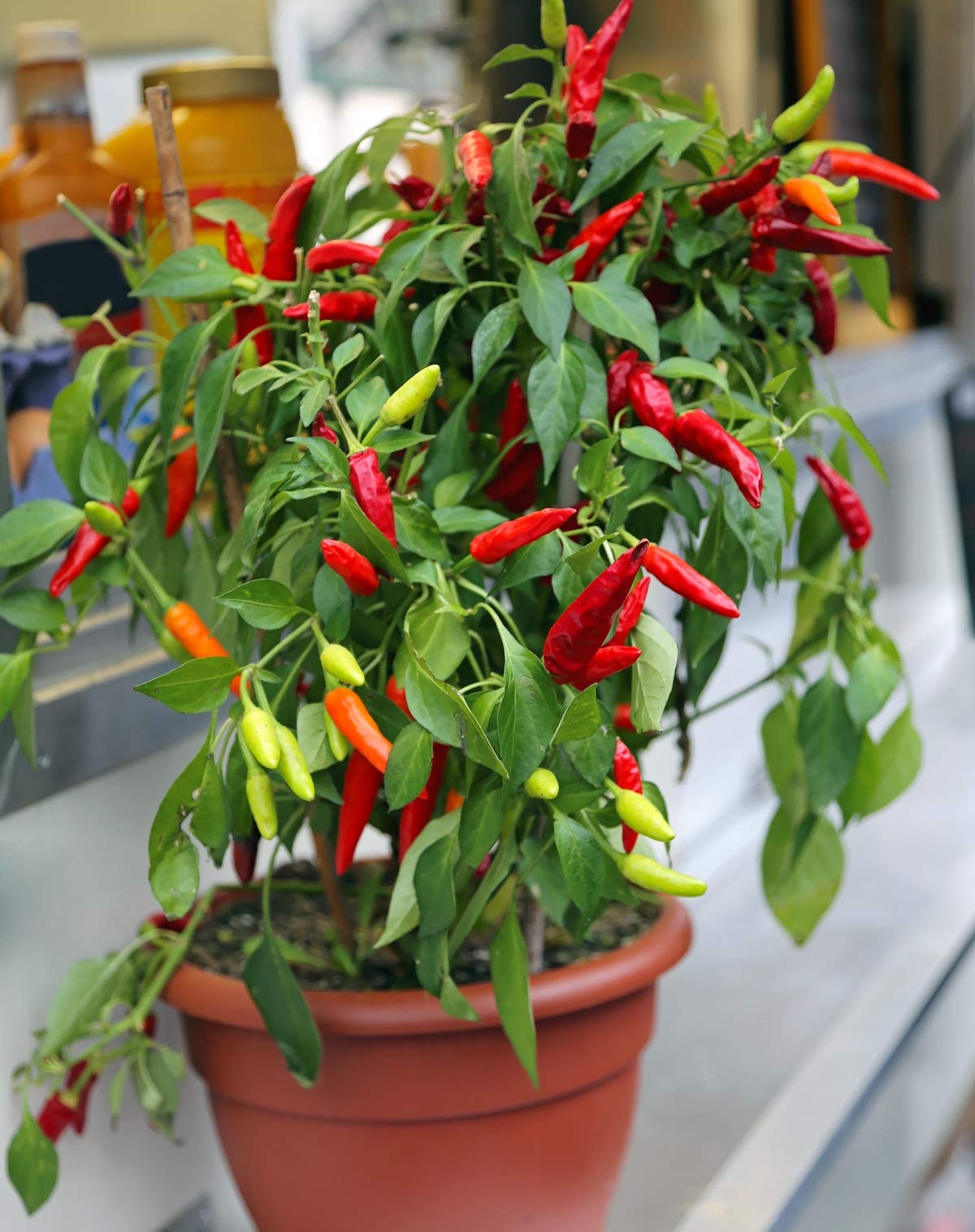 Non-GMO Mini Ornamental Pepper Seeds Mix - Indoor Decorative Vegetable Planting for Home Garden, Kitchen Herb Pots & DIY Gifts