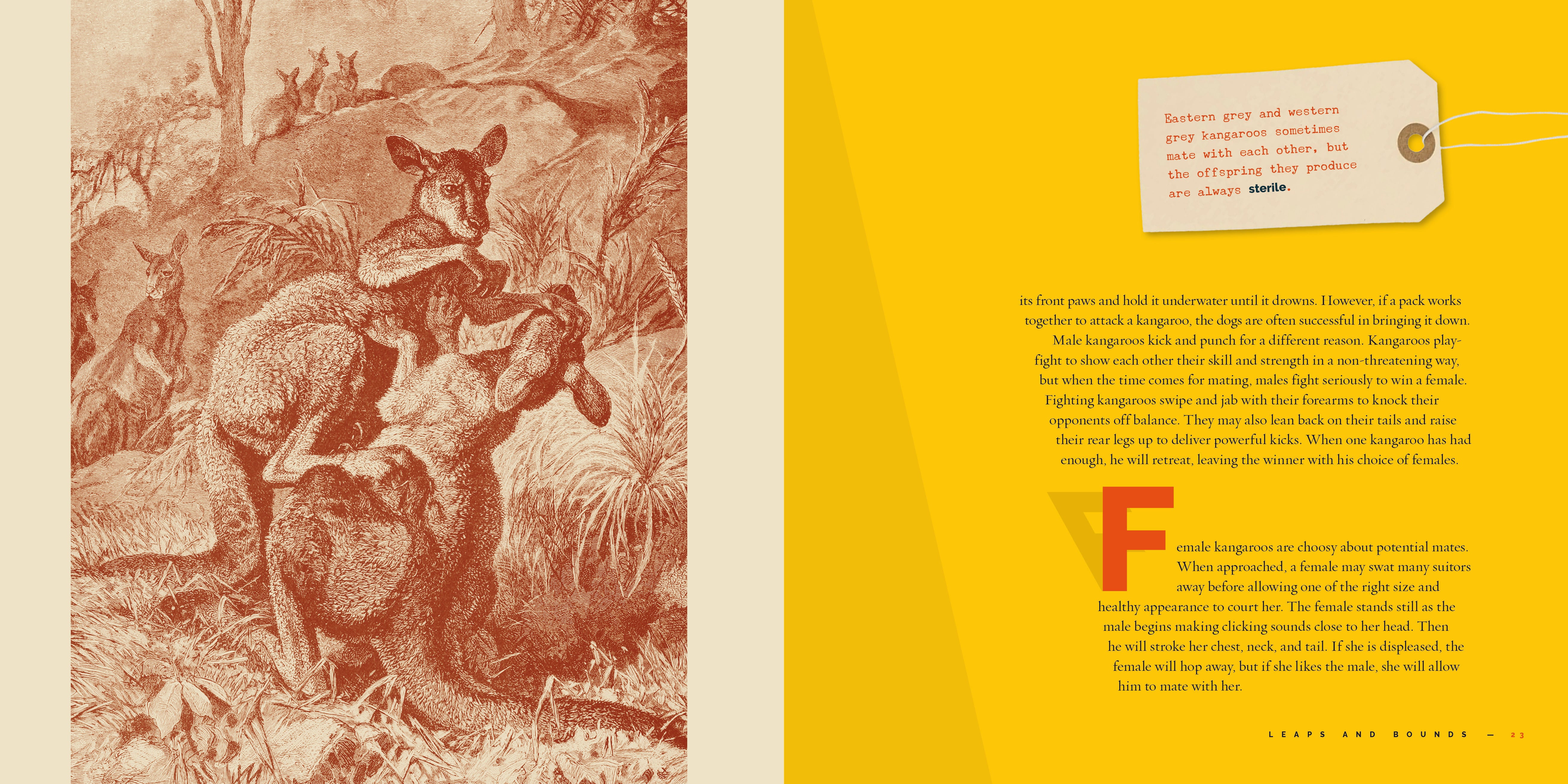 Kangaroos: Fascinating Facts and Photos - 9781640265271 | Wildlife Book for Kids & Adults - Perfect for Learning & Gifts