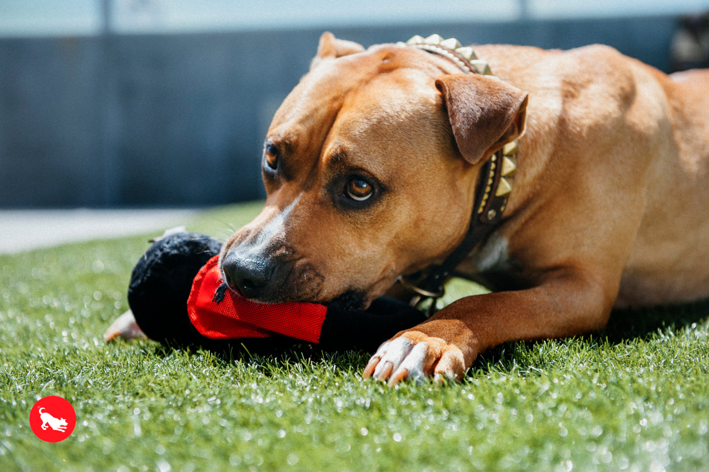 Globetrotter Plush Dog Toy with Squeaker - Soft & Durable Chew Toy for Small & Large Dogs | Perfect for Playtime, Training & Travel | Pet P.L.A.Y.