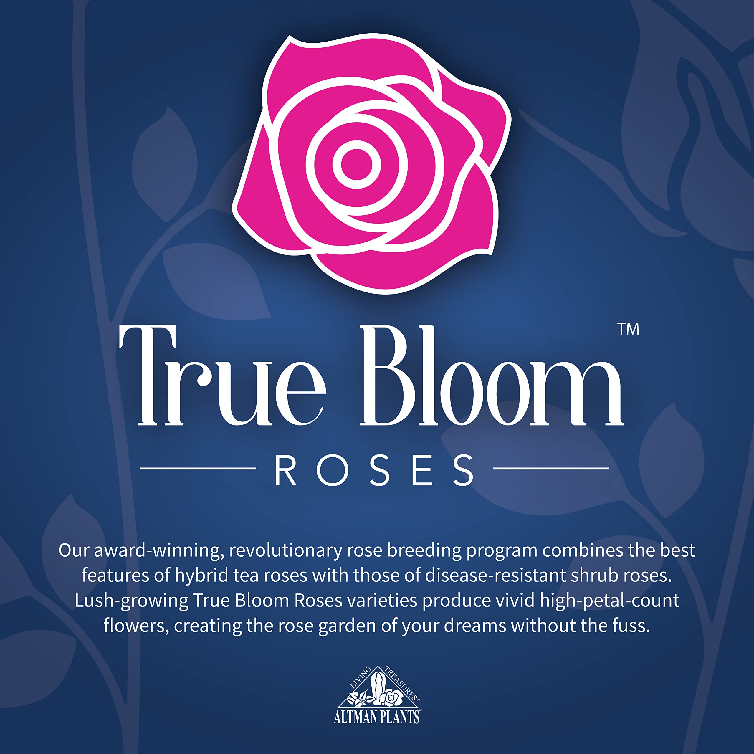 Fresh Pink Rose Bush Plants for Delivery - Live Indoor & Outdoor Potted Roses, Perfect Plant Lover Gifts & Home Decor | Ideal for Valentine's Day, Weddings, Anniversaries & Housewarming