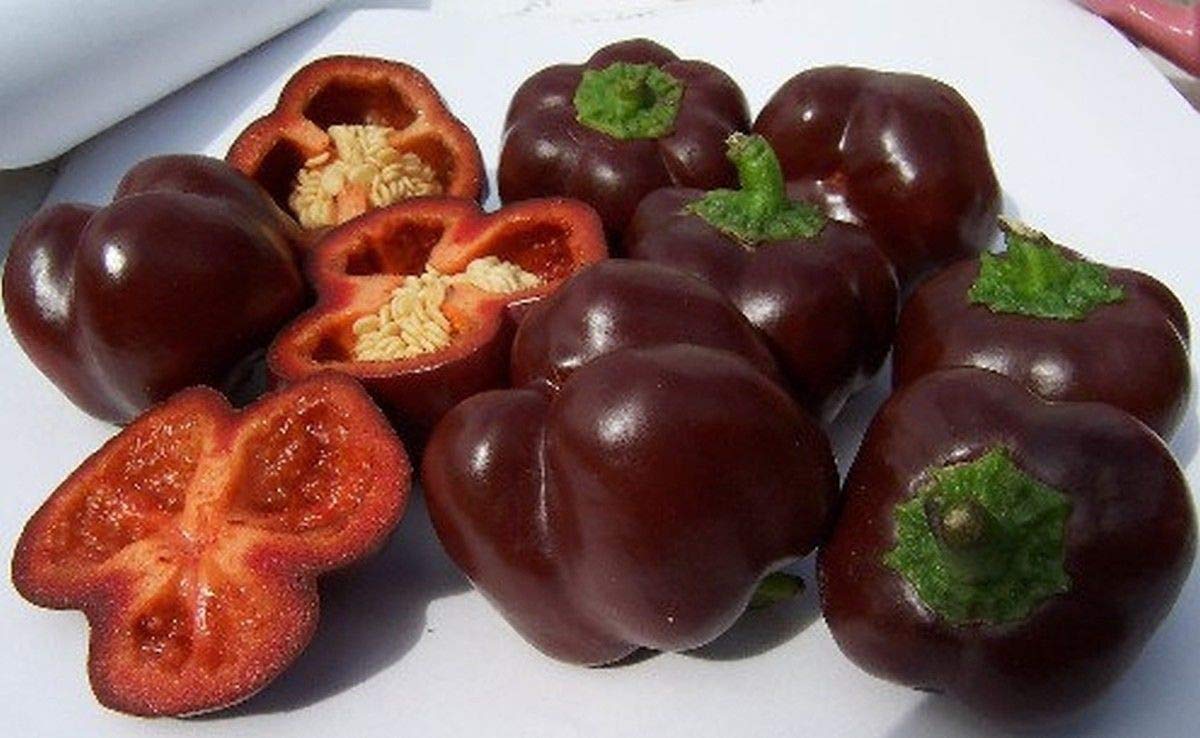 Organic Mini Chocolate Sweet Bell Pepper Seeds - Non-GMO, Heirloom Variety for Home Garden, Salads, Stuffing & Cooking (100 Seeds) | Perfect for Container Gardening, Urban Farming & Healthy Recipes