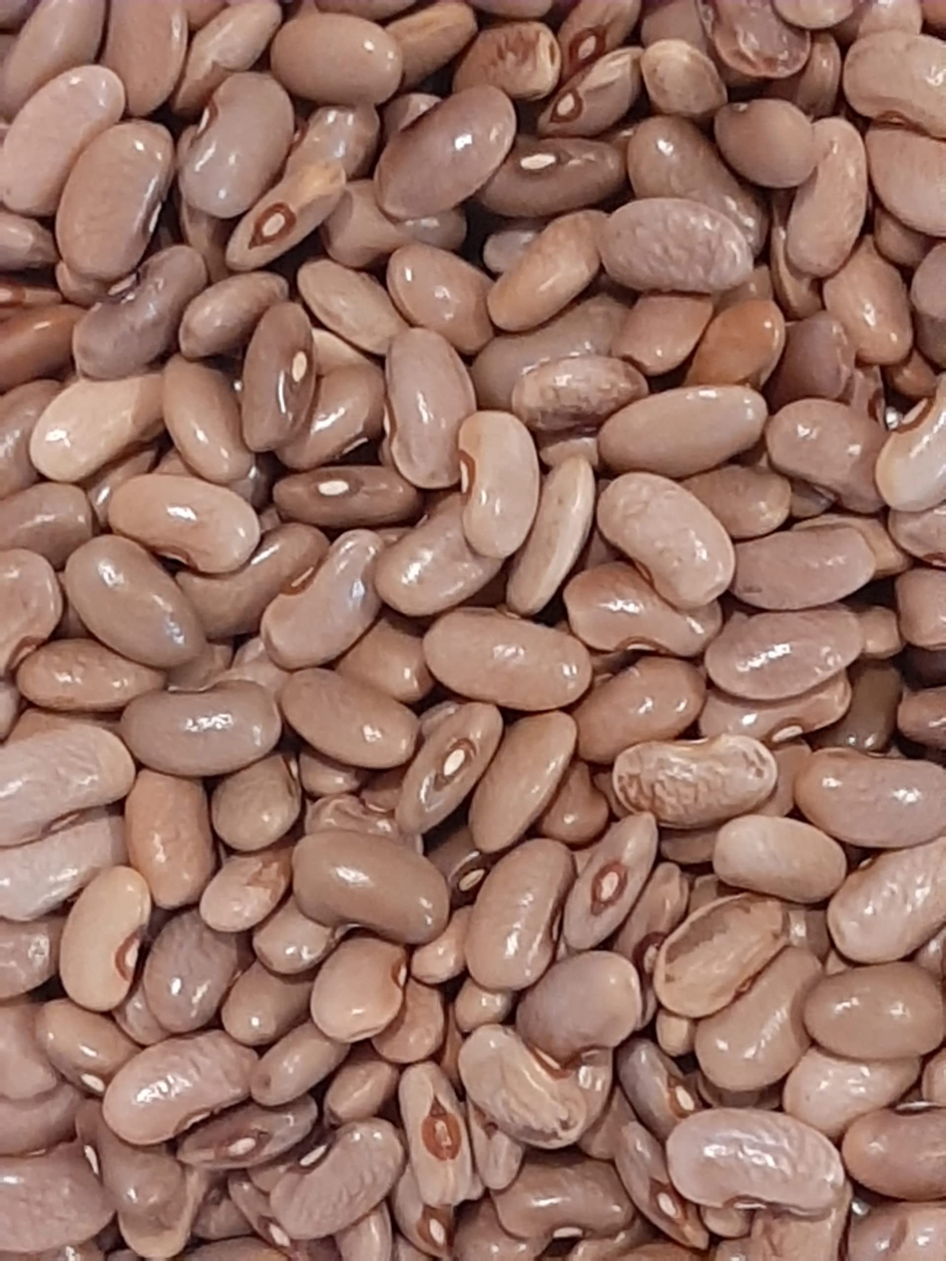 Kentucky Wonder Pole Bean Seeds for Planting - 25+ Heirloom, Non-GMO Brown Beans (Phaseolus vulgaris) by Isla's Garden Seeds | Perfect for Home Gardening, Vertical Trellis & Organic Vegetable Gardens