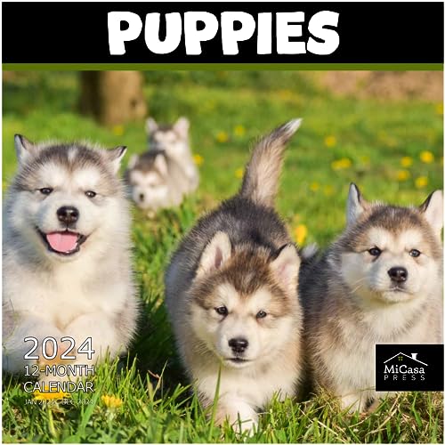 18 - Puppies