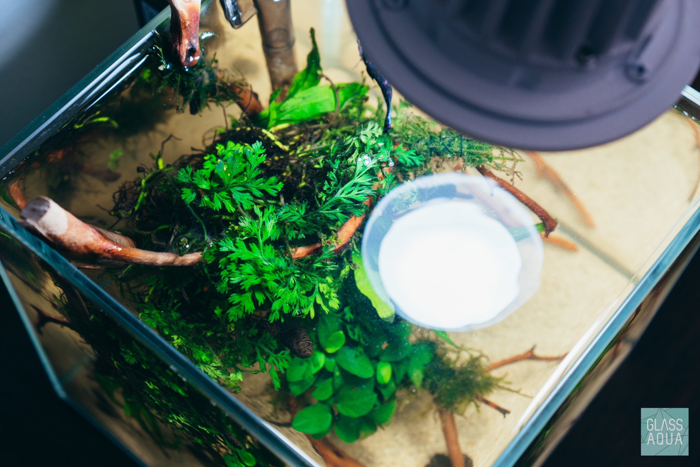 Bolbitis Difformis 'Mini' - Small Aquatic Fern for Planted Aquariums | Perfect for Nano Tanks, Aquascaping & Low-Light Environments