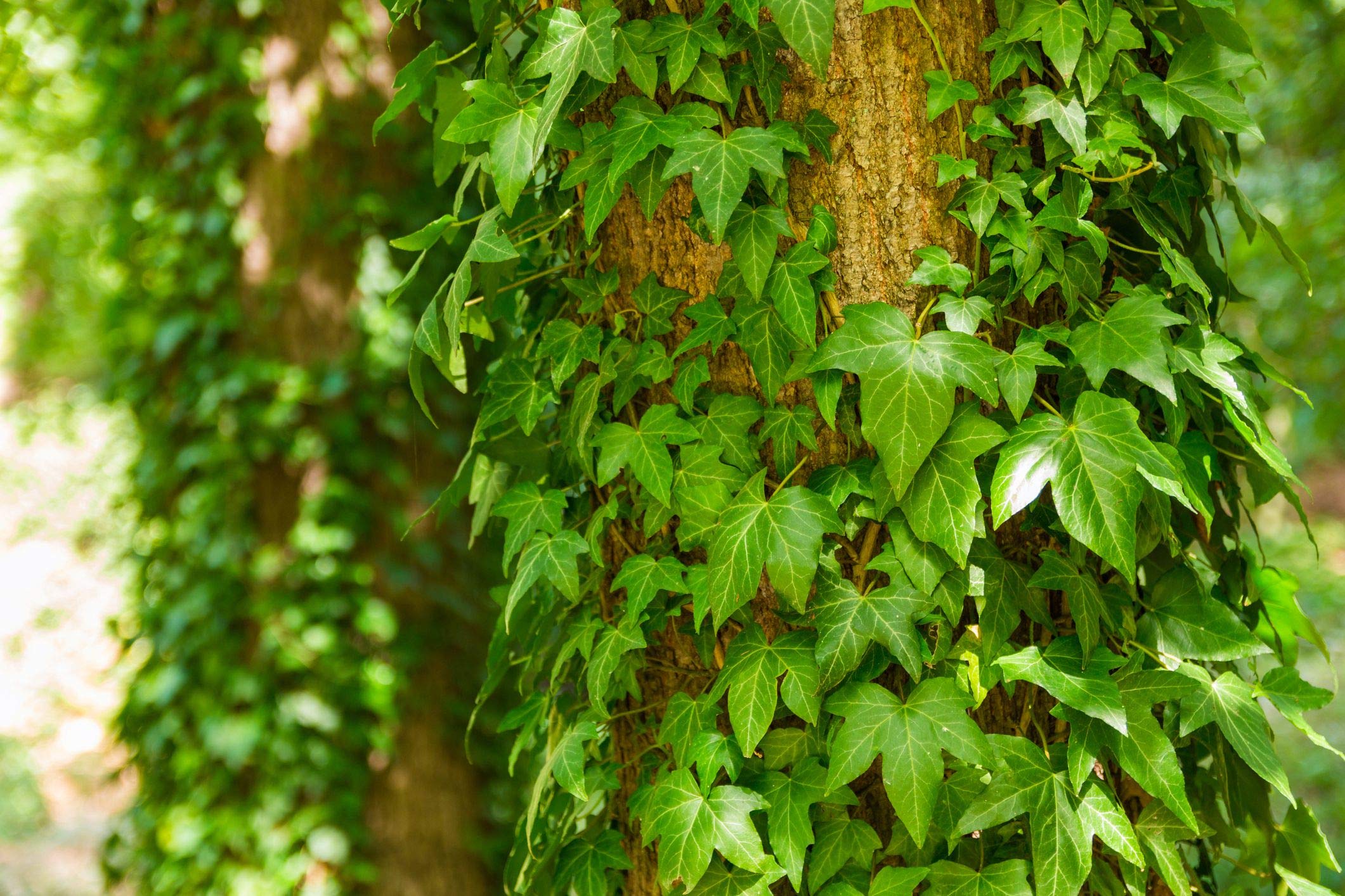 English Ivy (Hedera Helix) - 5 Live Plants in 4 Inch Pots - Air Purifying Houseplant Vine - Florist Quality Indoor Topiary - Perfect for Home Decor, Office Plants & Gift Ideas
