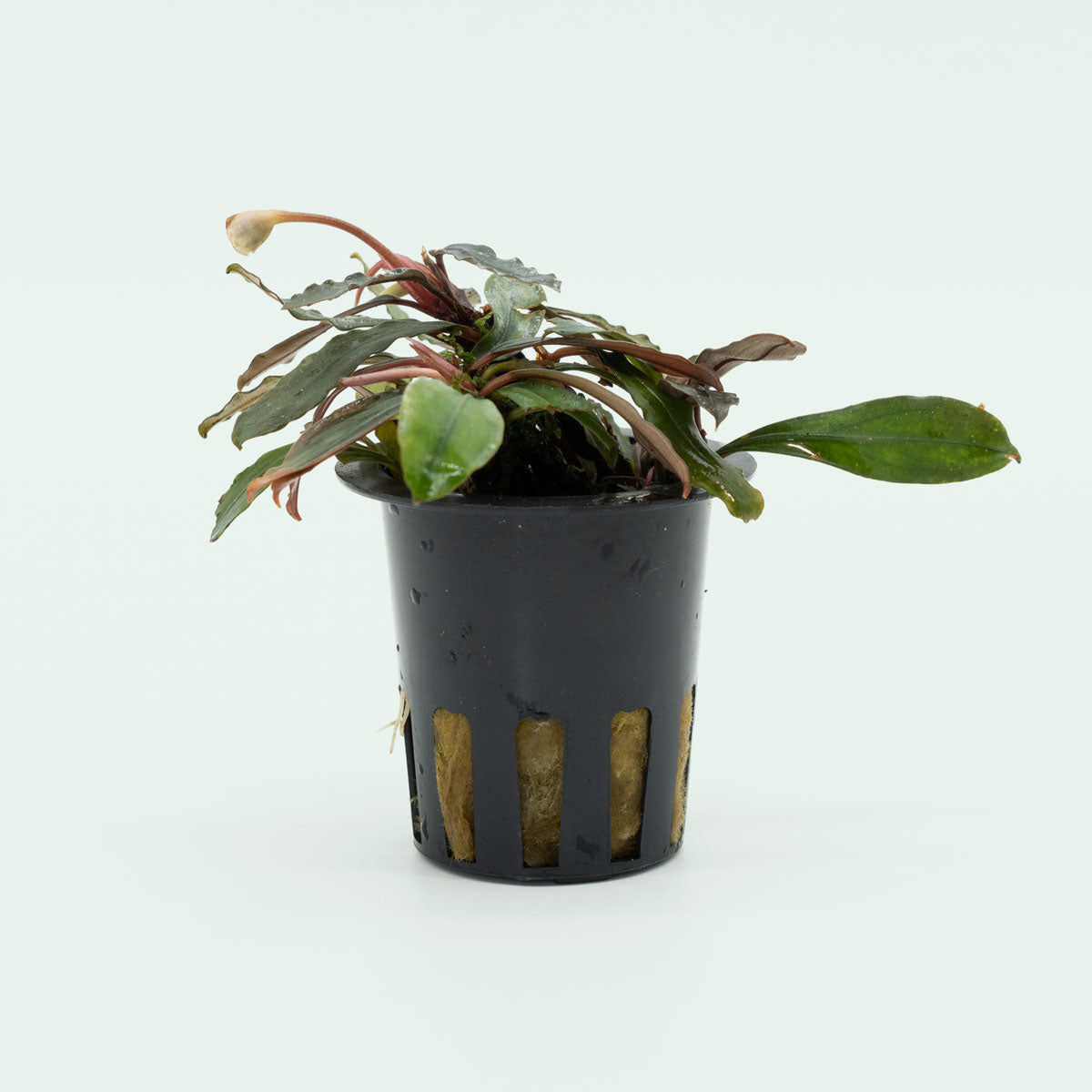 Bucephalandra Paris Aquatic Plant for Aquariums - Perfect for Freshwater Fish Tanks, Aquascaping & Low-Tech Planted Aquariums