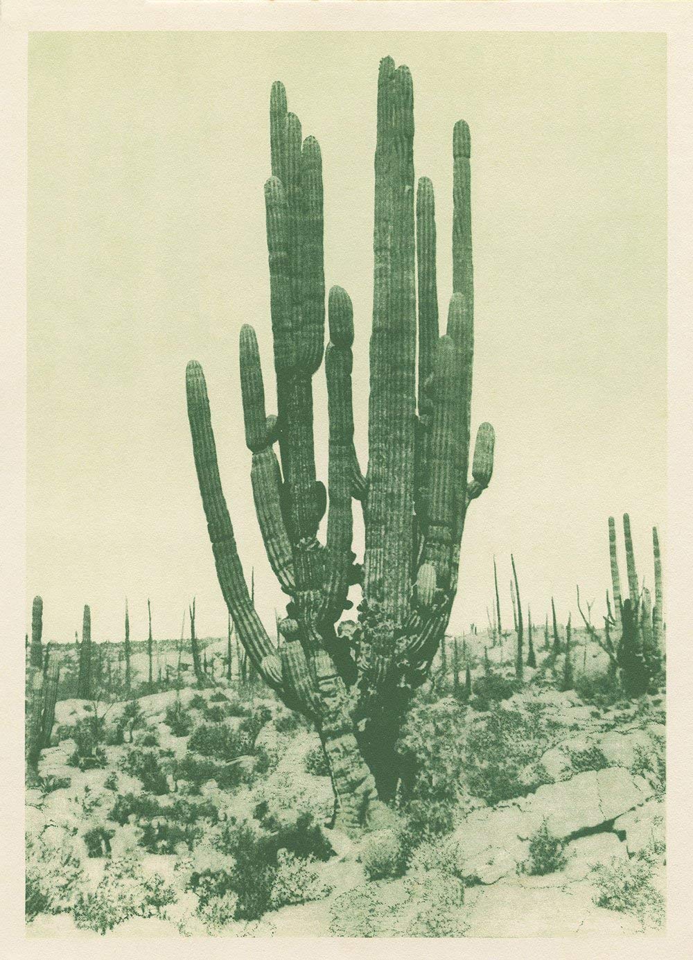 Vintage Southwest Cactus Art Print | Desert Wall Decor | Green Cactus Painting on Fine Art Paper | Perfect for Boho Home Decor & Office Wall Art