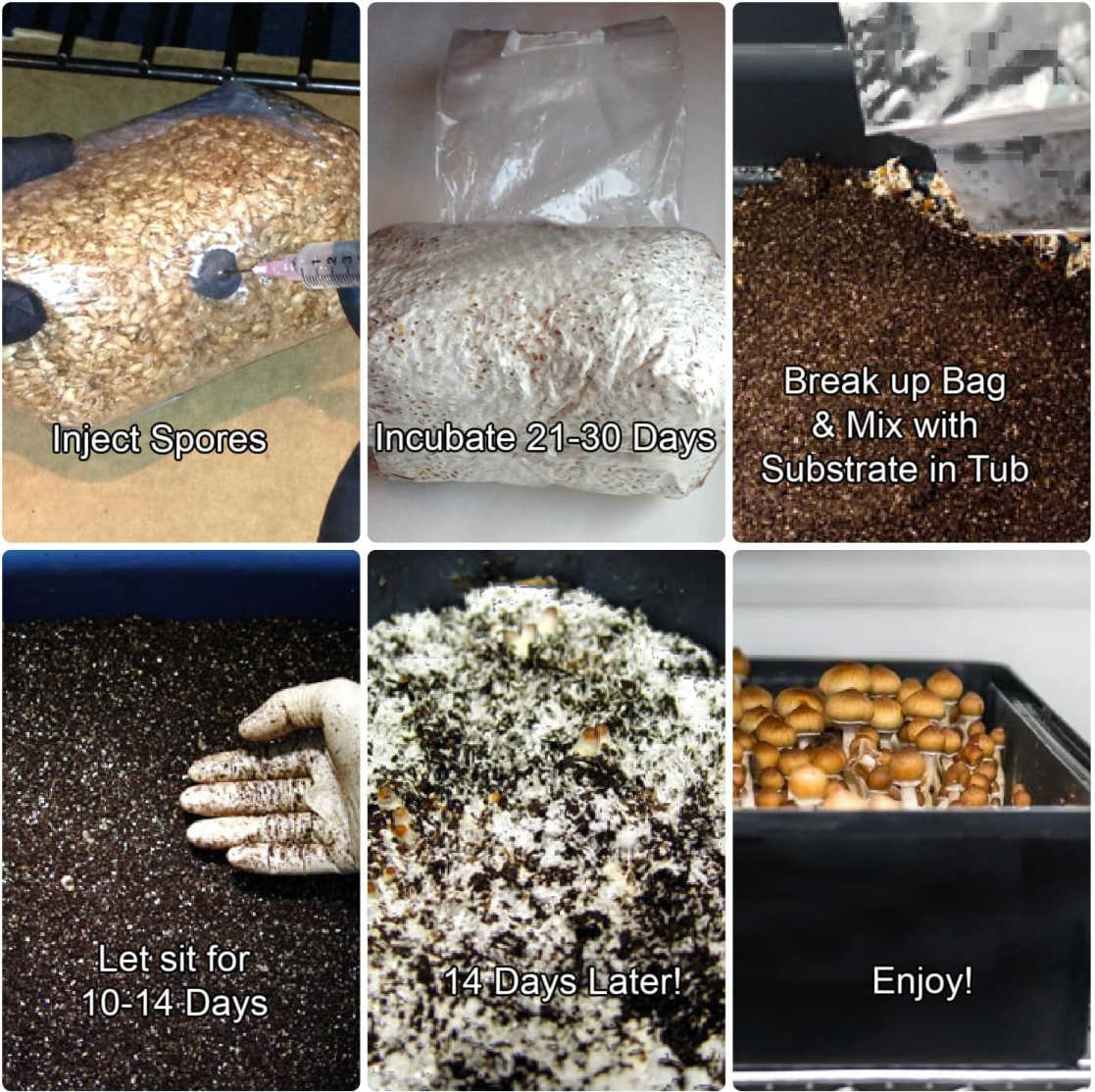 Midwest Grow Kits Complete 44 Quart Monotub Mushroom Growing Refill Kit - Perfect for Indoor Fungi Cultivation & Home Mycology Projects