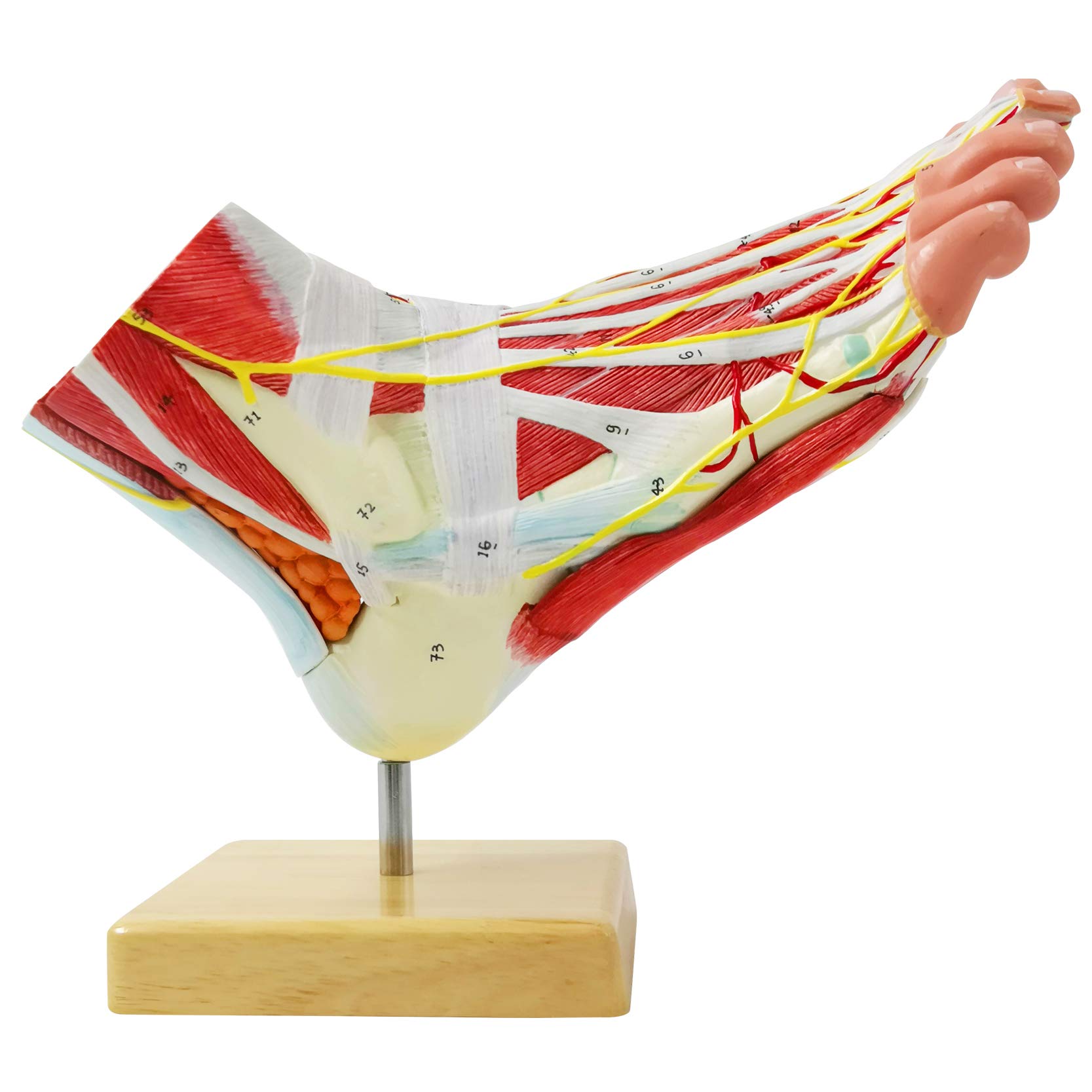 9-Part Anatomical Foot Model - Detailed Human Foot Bones, Muscles, Ligaments, Nerves & Blood Vessels with 81 Digital Markers | Medical Education, Physical Therapy & Classroom Learning Tool