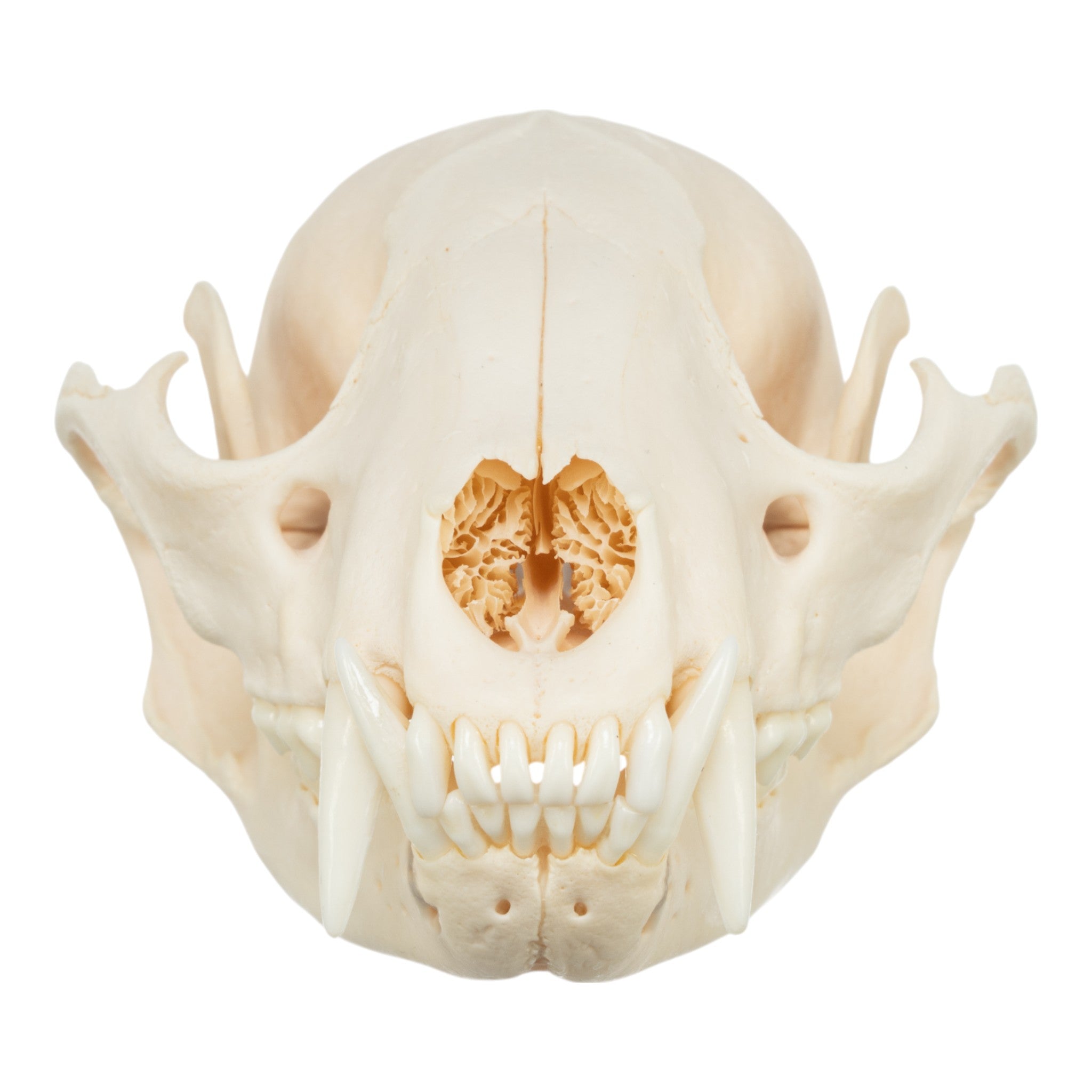 Authentic Real Raccoon Skull Specimen - Taxidermy Oddity for Home Decor, Gothic Display, and Educational Science Collection