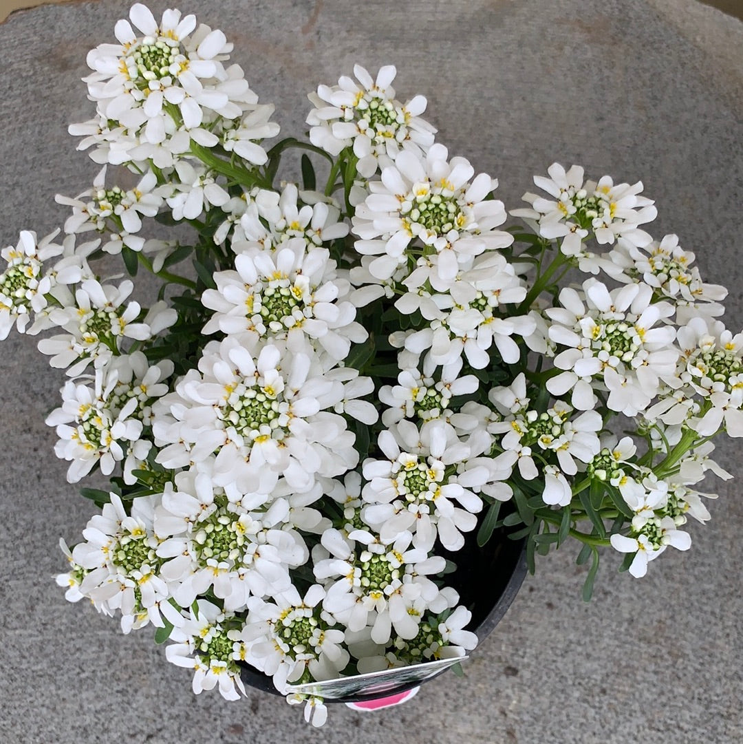 Iberis 'Candytuft' Seeds - Fragrant White Flowering Perennial Plant for Garden Borders, Rock Gardens & Landscaping | Perfect for Cottage Gardens, Pollinator Gardens & Ground Cover