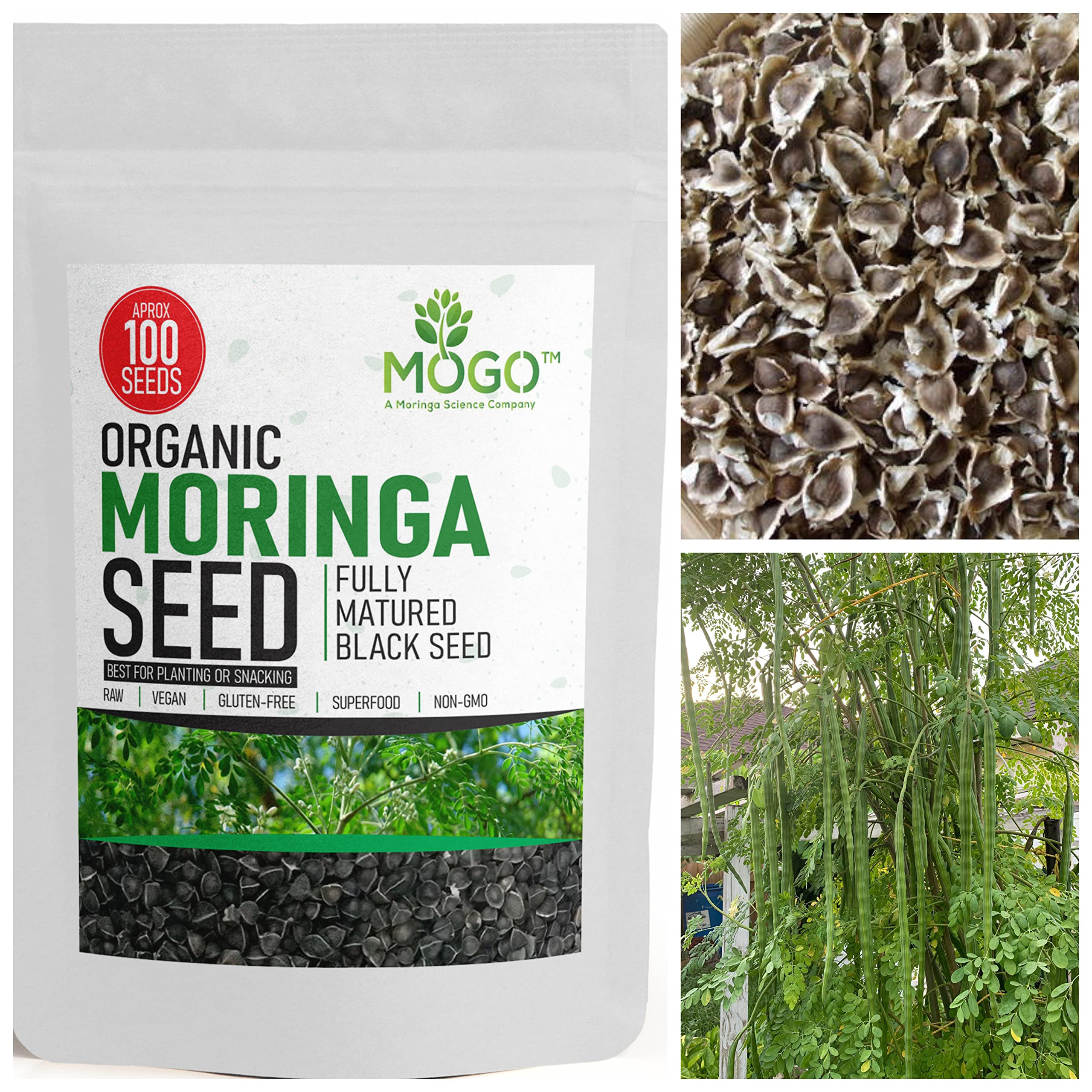 100+ Organic Moringa Seeds for Planting - Grow Your Own Moringa Leaves, Powder, Pods & Flowers | Non-GMO, Heirloom Quality | Perfect for Home Gardening, Superfood Cultivation & Natural Remedies